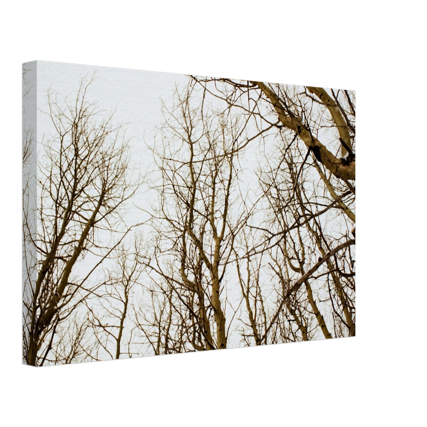 'Tree Tops' - Canvas Print (Christmas)