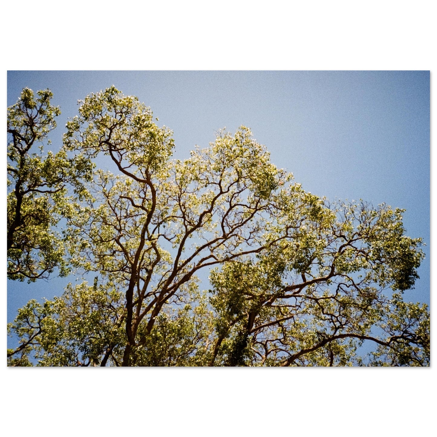 'Afternoon Shine' - Foam Board Print