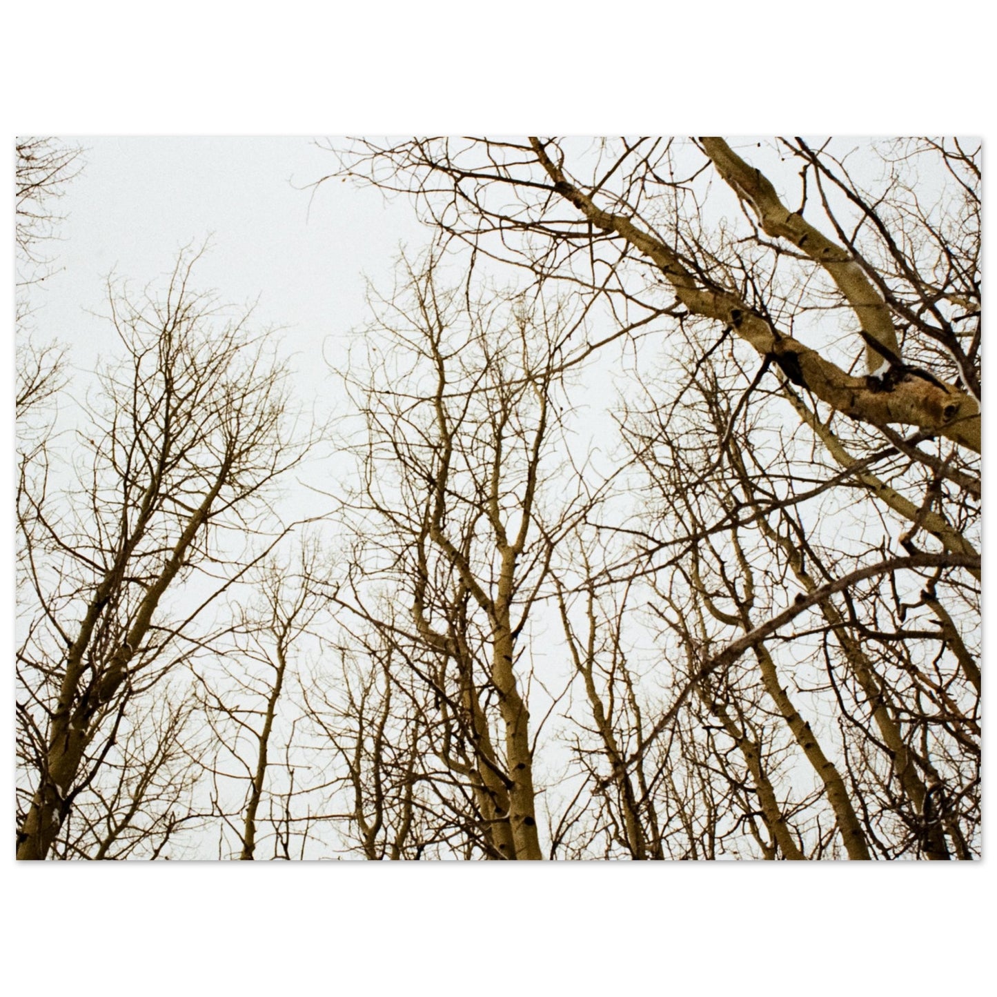 'Tree Tops' - Matte Paper Print (Christmas)