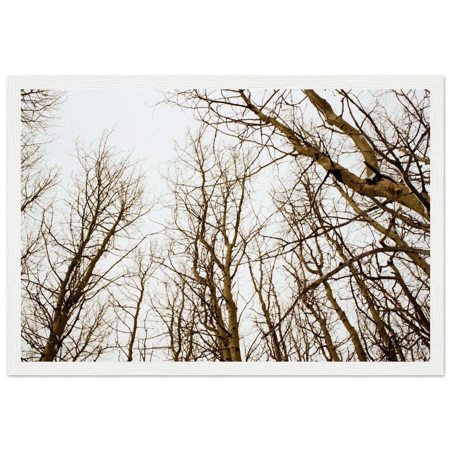'Tree Tops' - Matte Paper Wooden Framed print (Christmas)