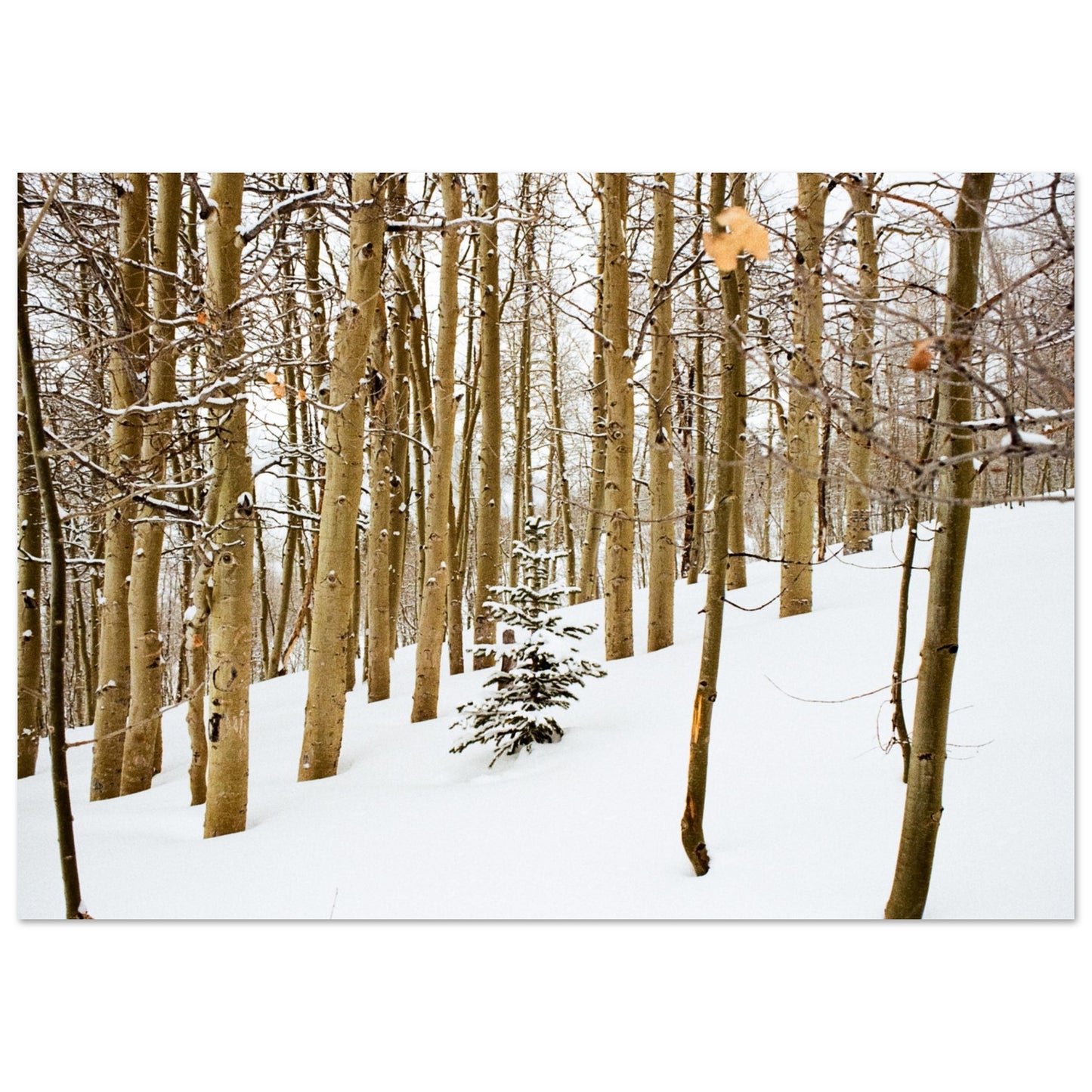 'New Beginnings' - Matte Paper Print