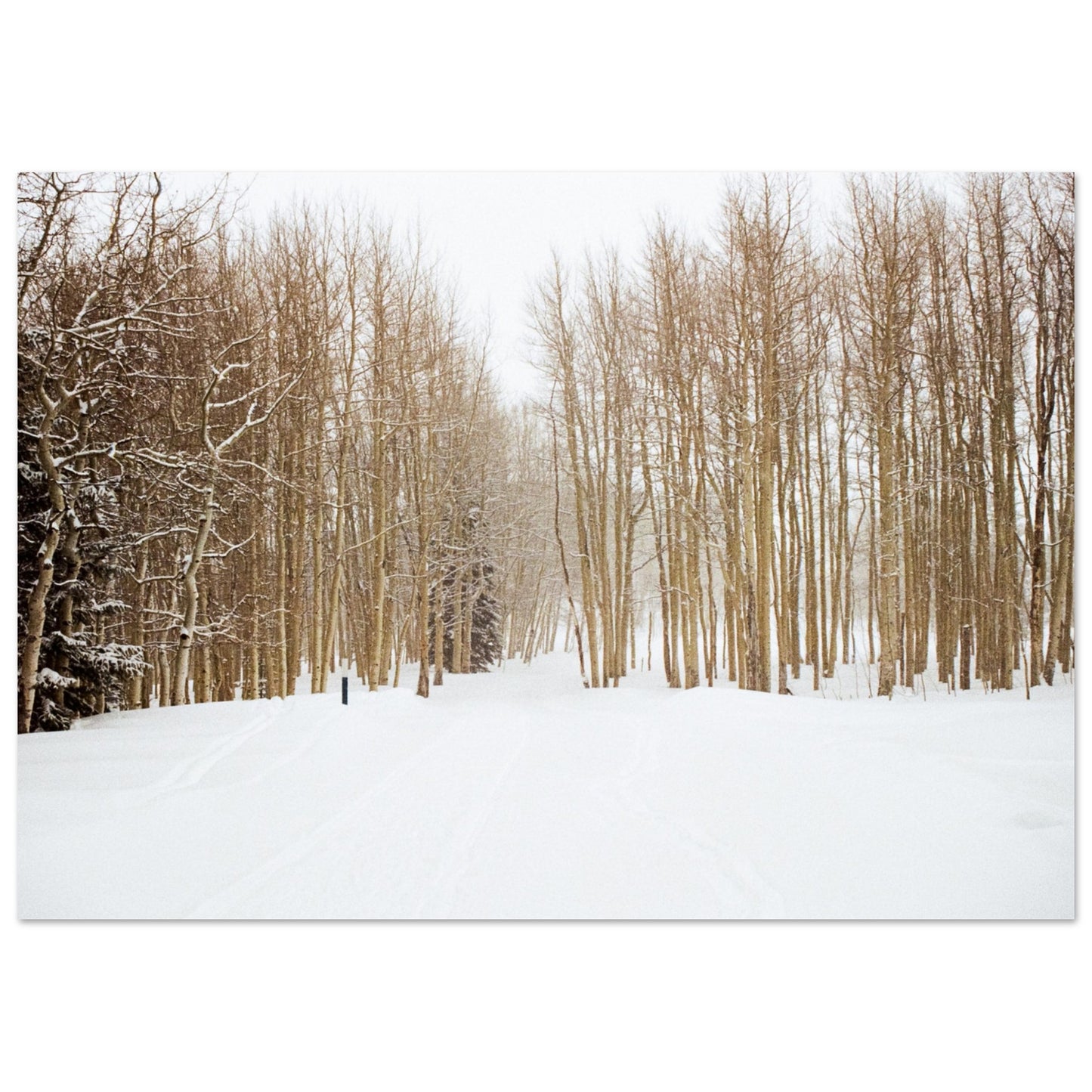 'Snow Trek' - Matte Paper Print