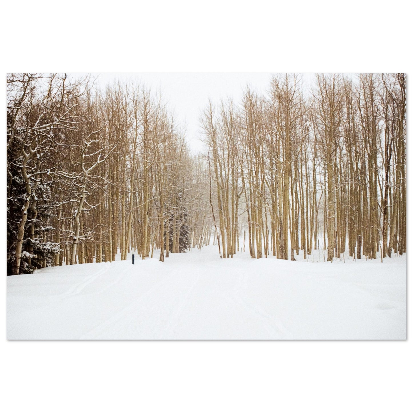 'Snow Trek' - Foam Board Print