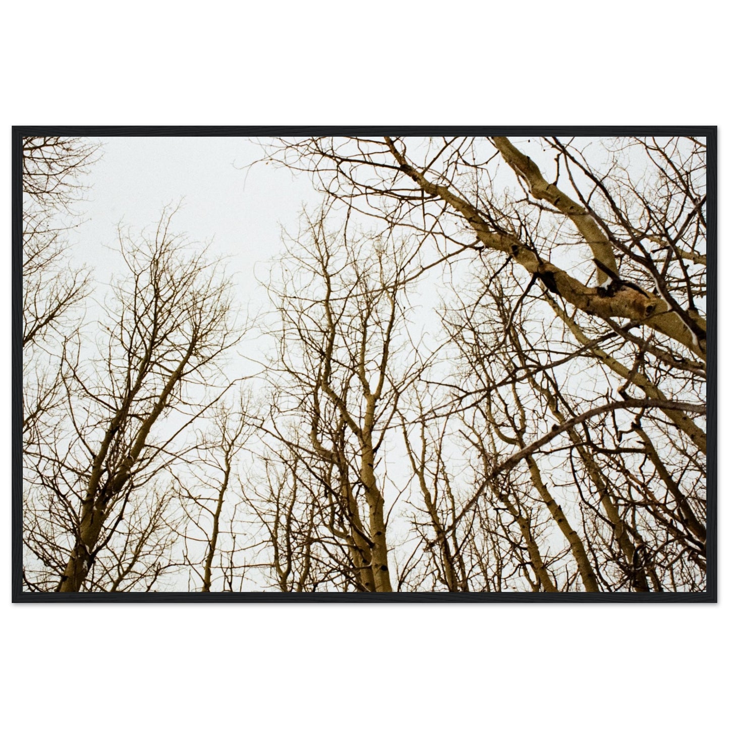 'Tree Tops' - Matte Paper Wooden Framed print (Christmas)
