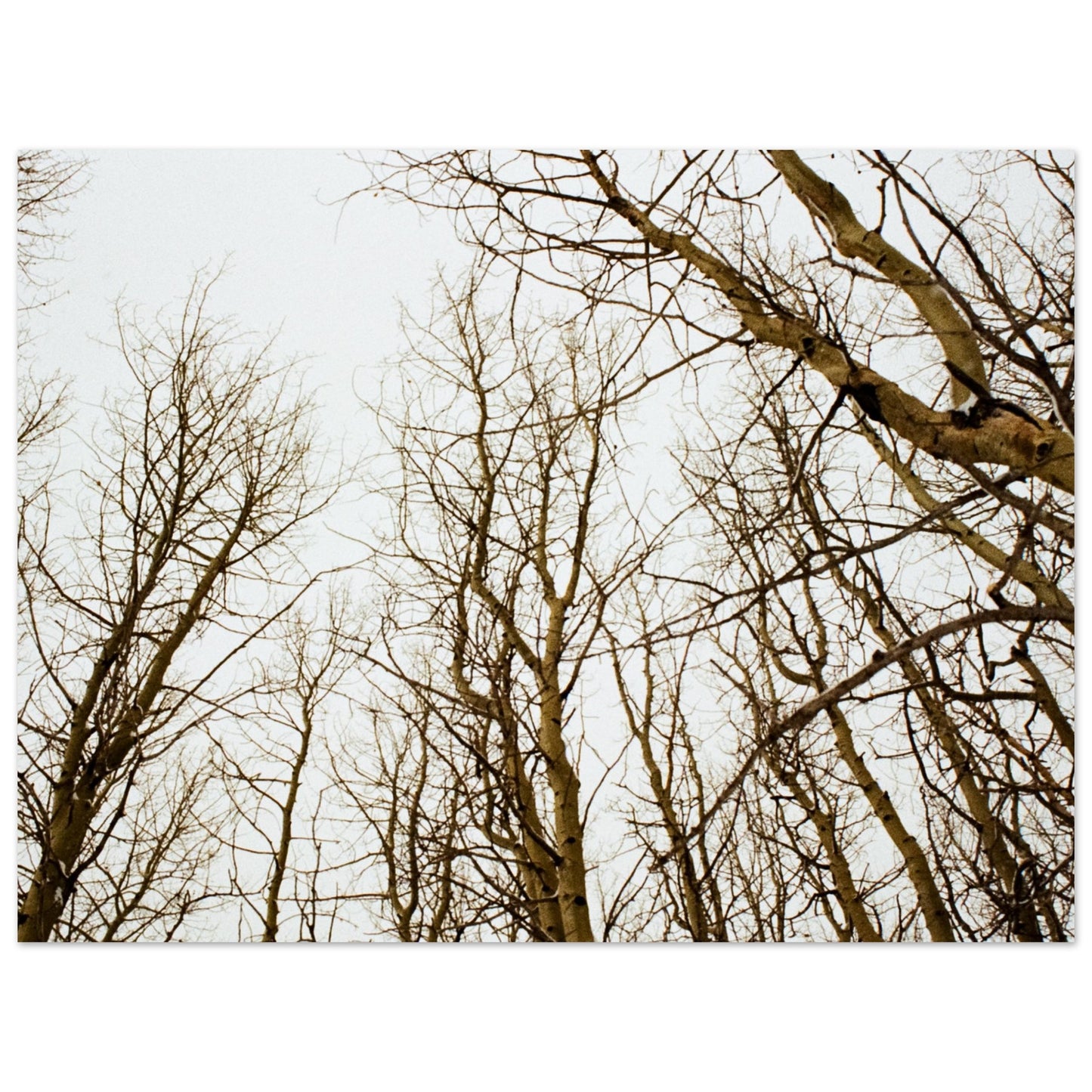 'Tree Tops' - Print on foam board (Christmas)