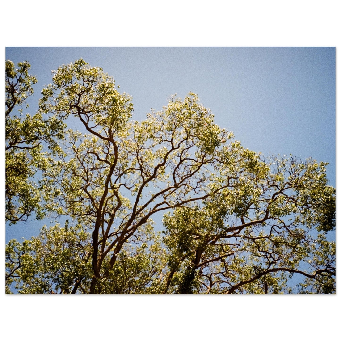 'Afternoon Shine' - Foam Board Print