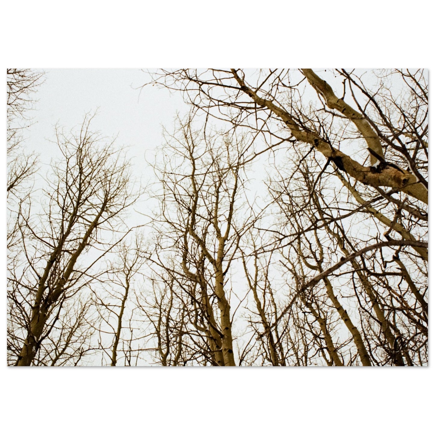 'Tree Tops' - Matte Paper Print (Christmas)