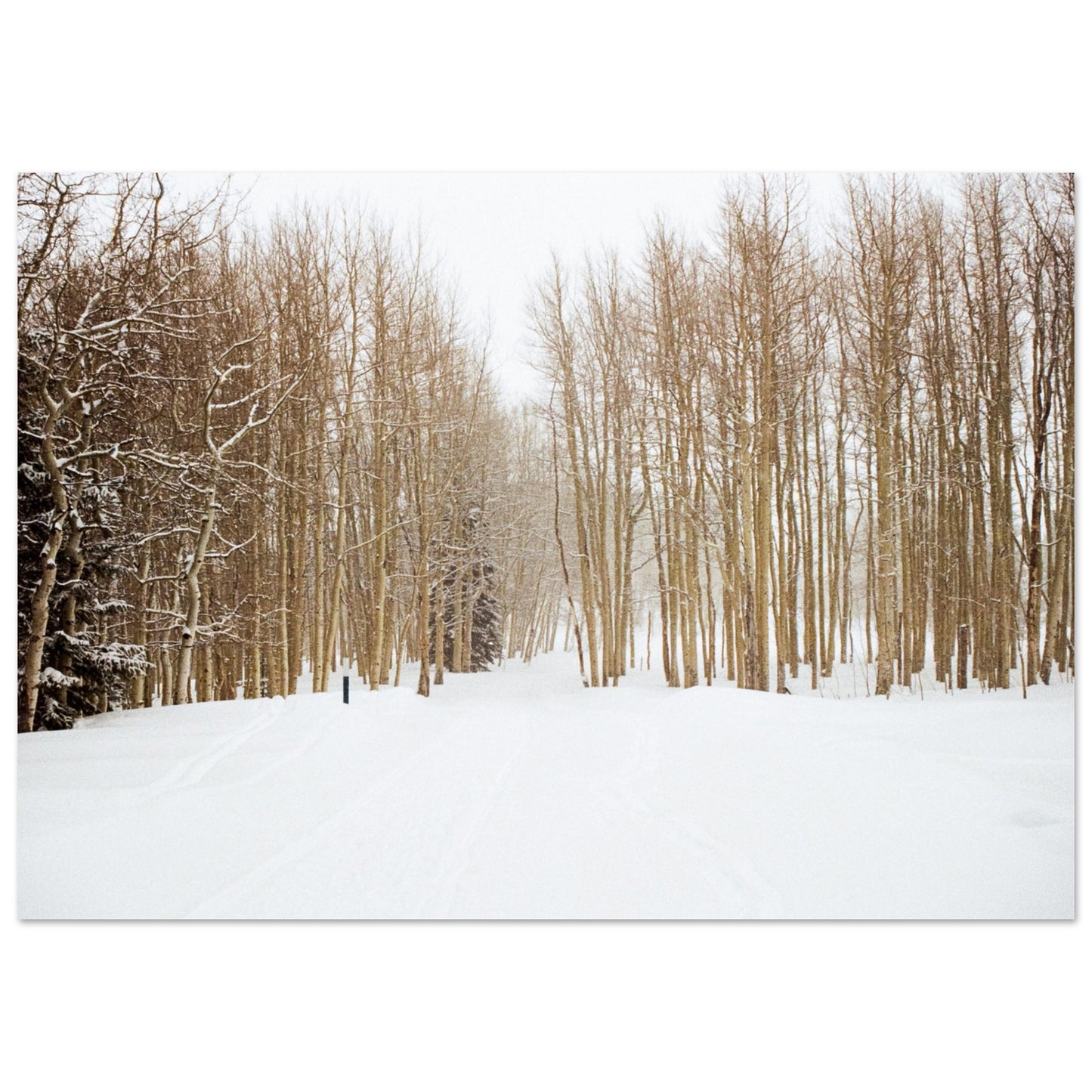 'Snow Trek' - Matte Paper Print