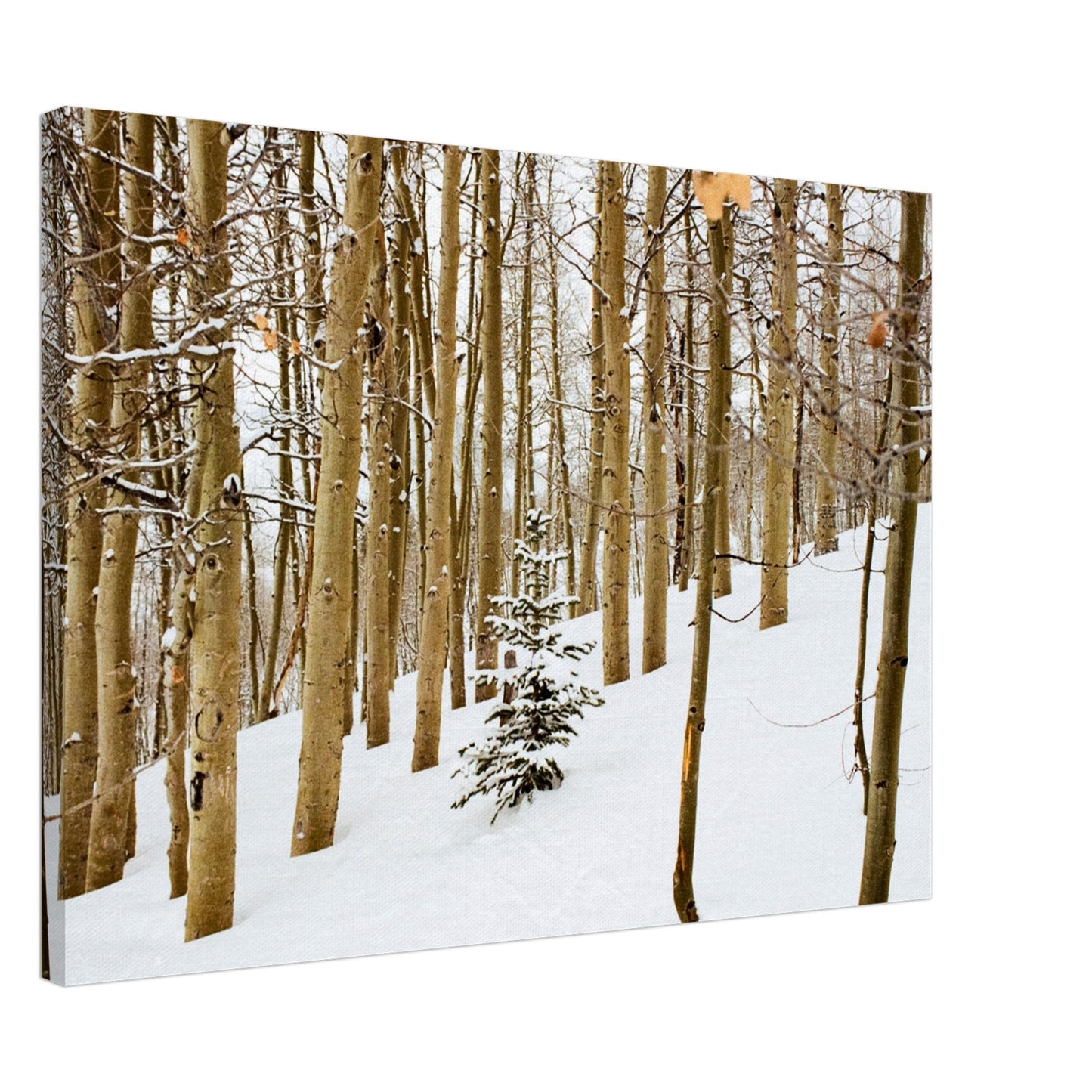 'New Beginnings' - Canvas Print