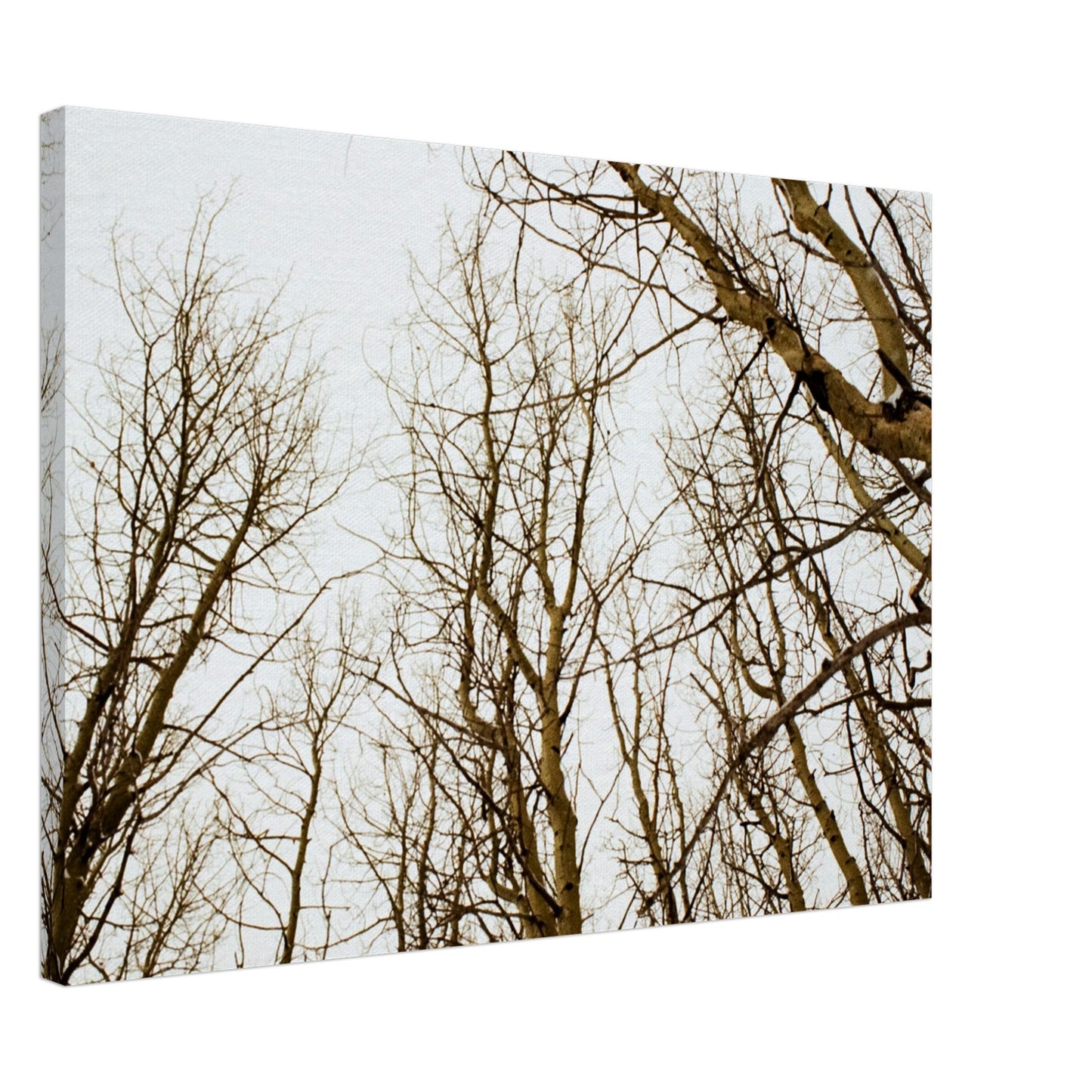 'Tree Tops' - Canvas Print (Christmas)