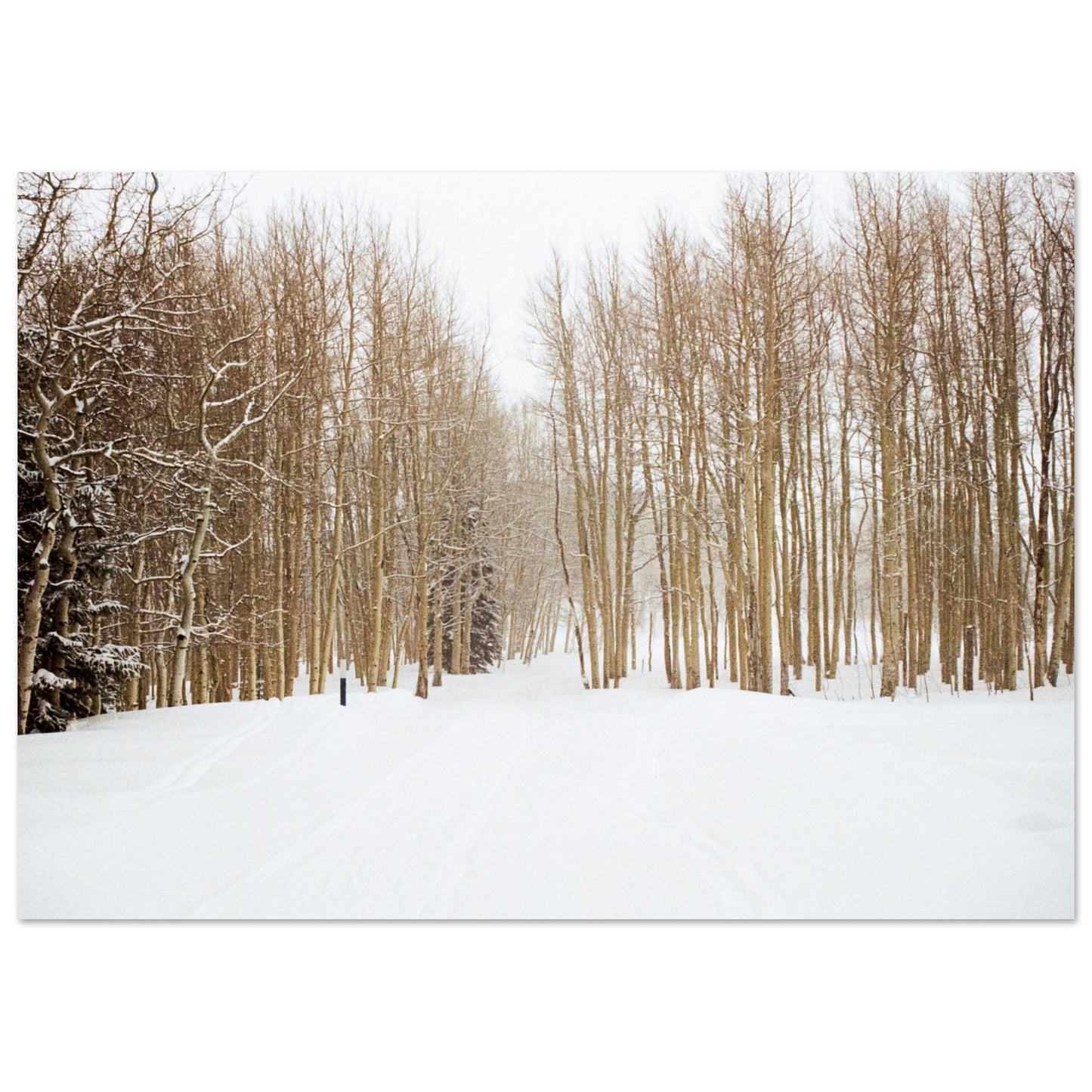 'Snow Trek' - Matte Paper Print