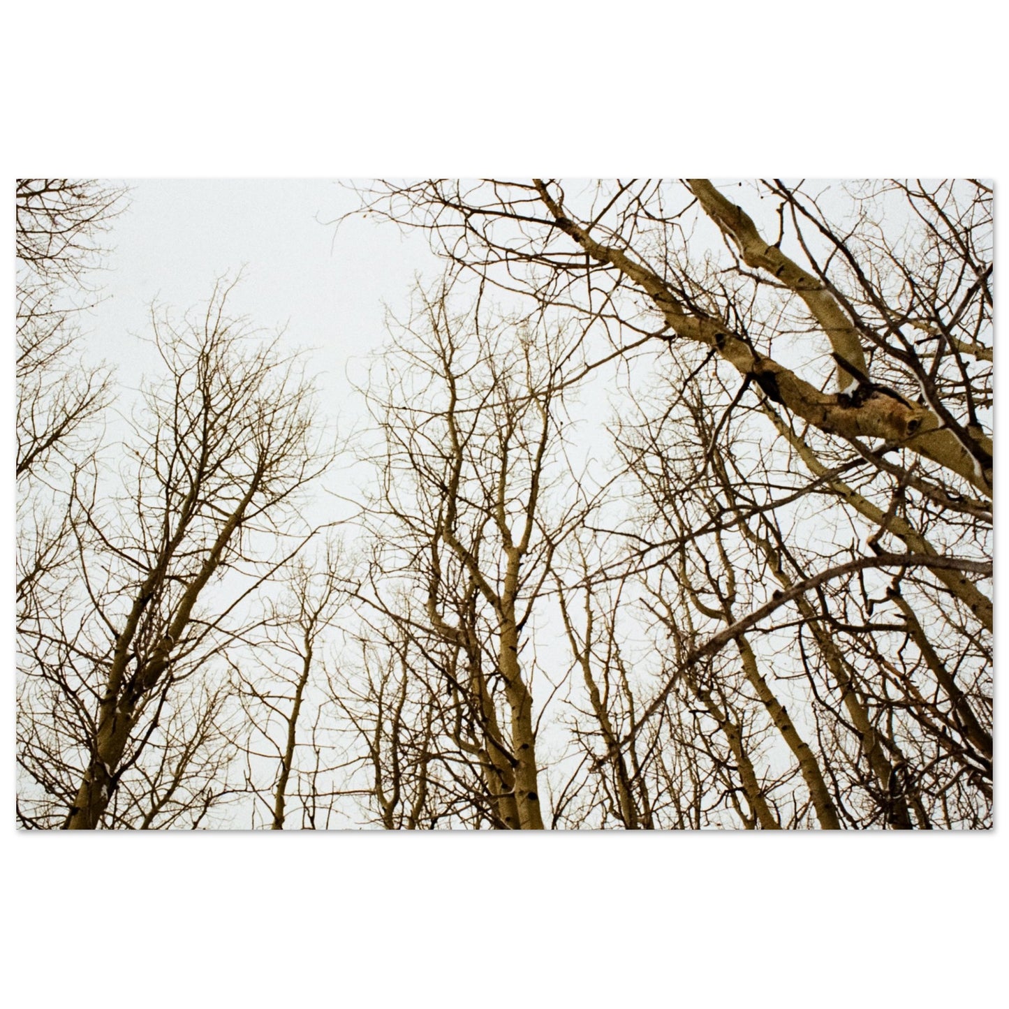 'Tree Tops' - Print on foam board (Christmas)