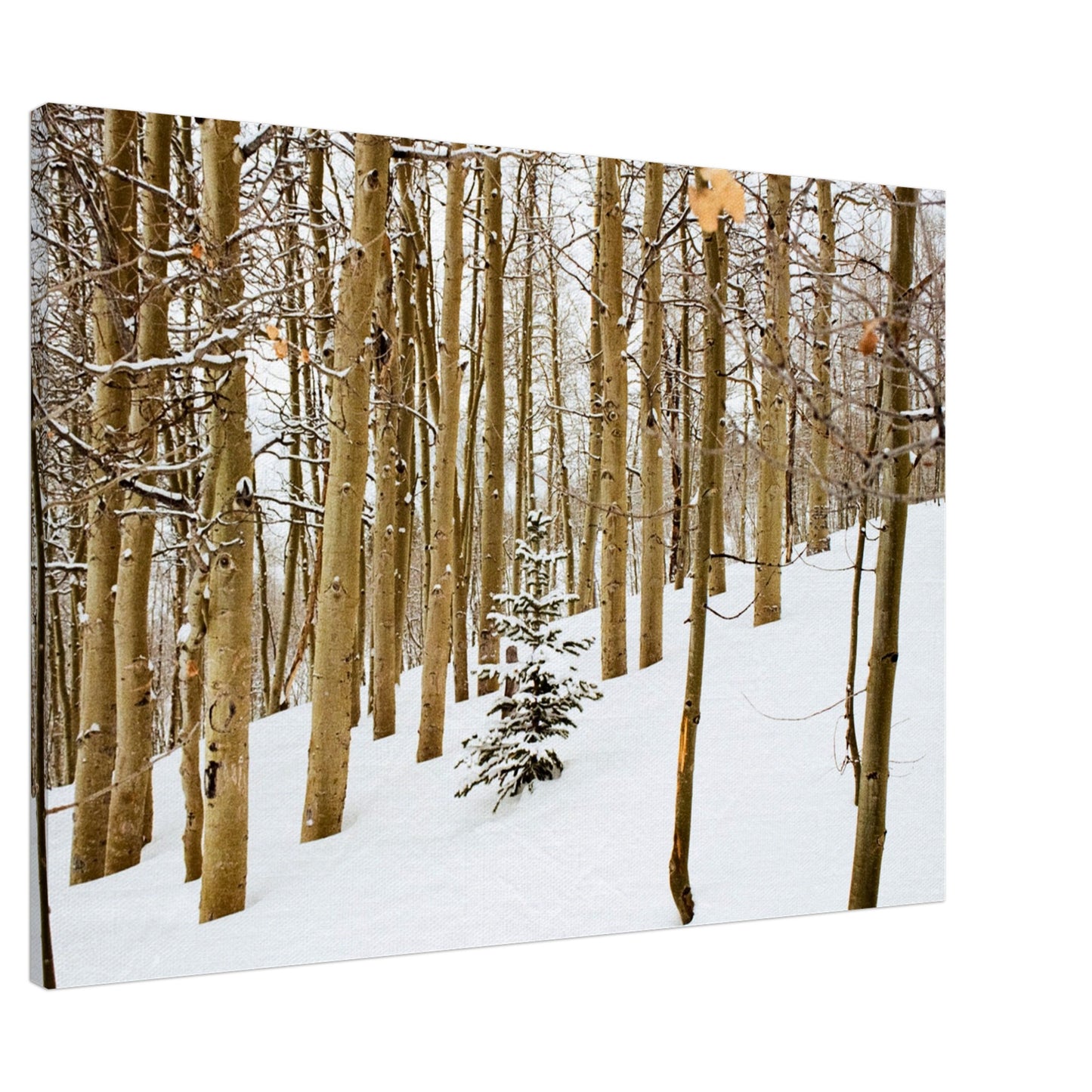 'New Beginnings' - Canvas Print