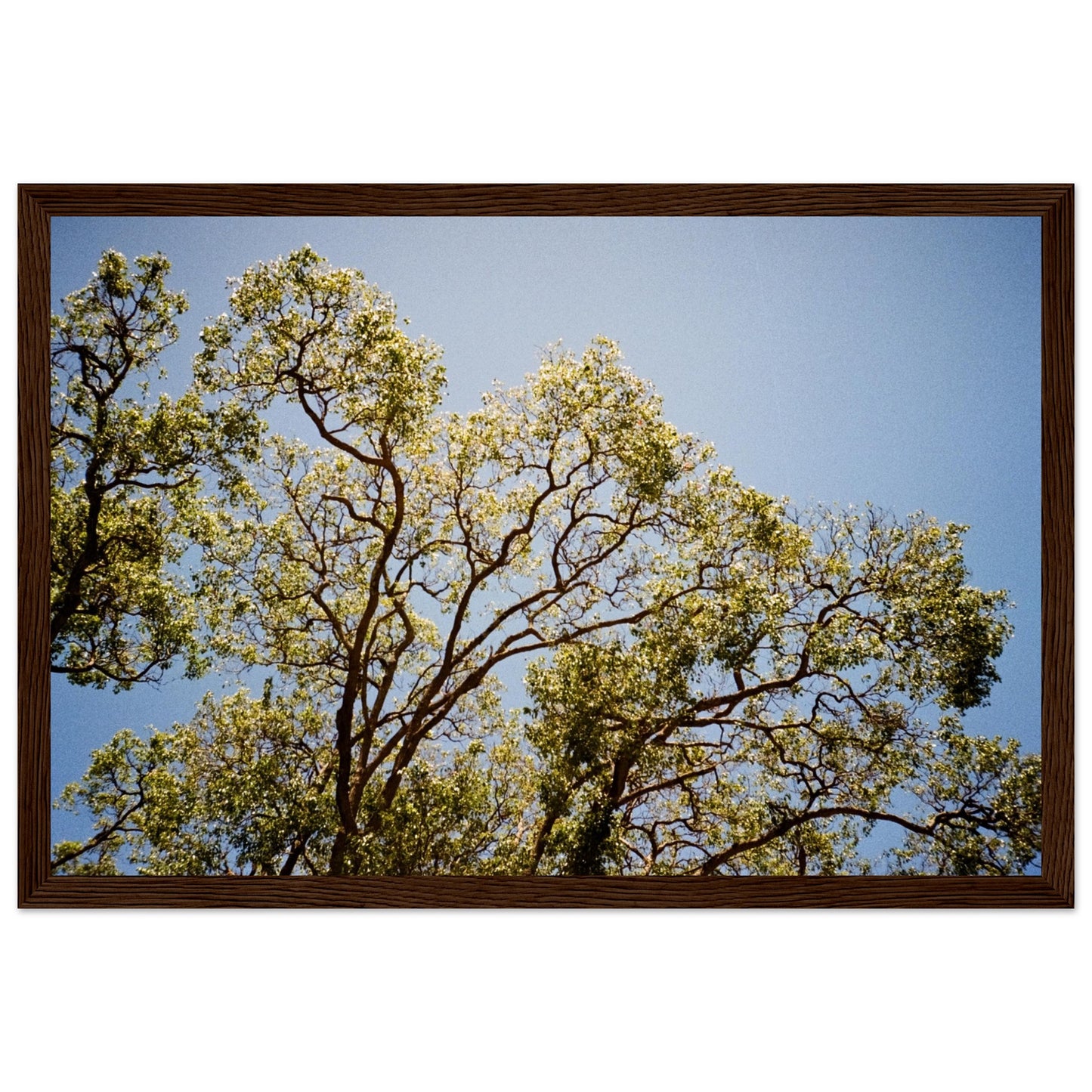 'Afternoon Shine' - Matte Paper Wooden Framed Print