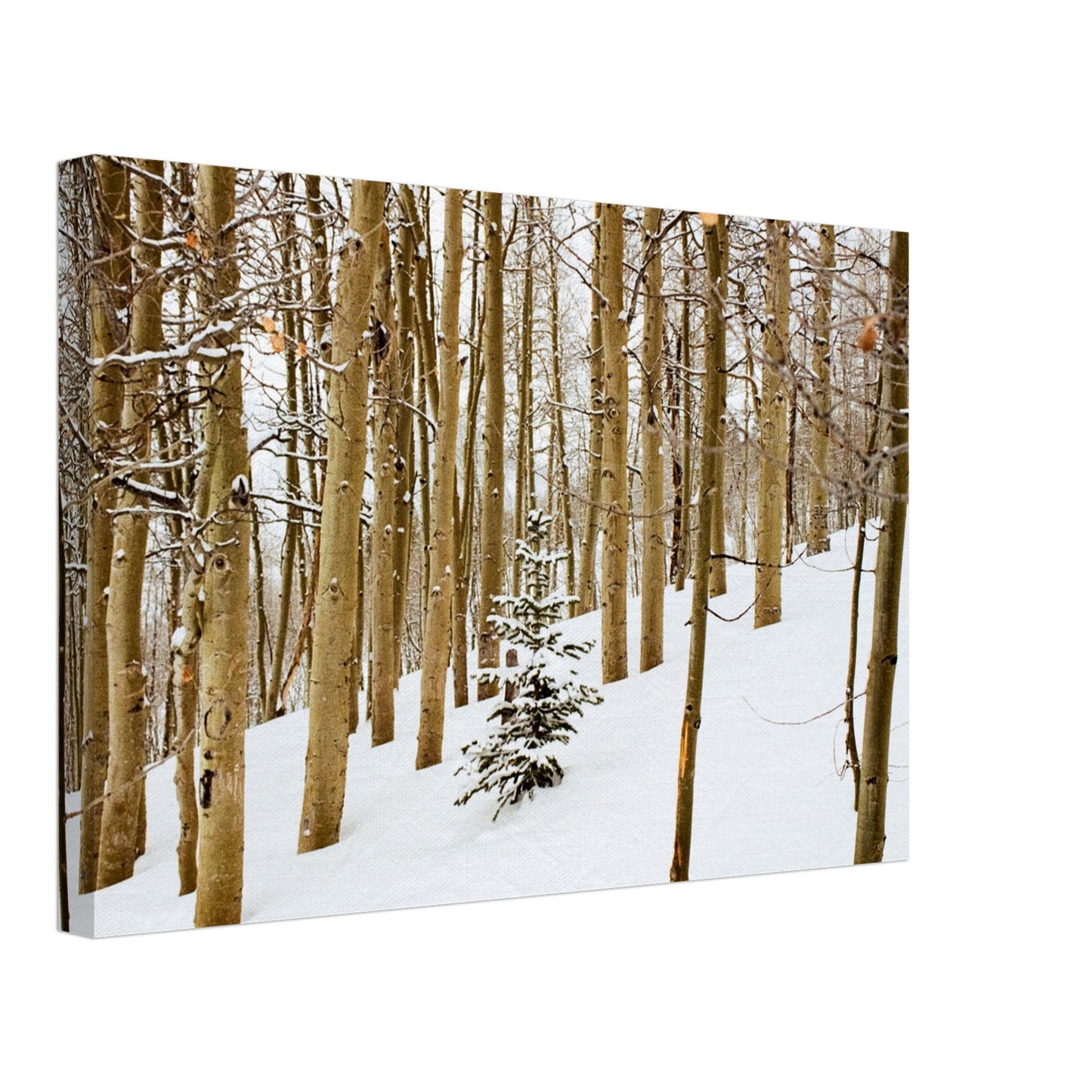 'New Beginnings' - Canvas Print