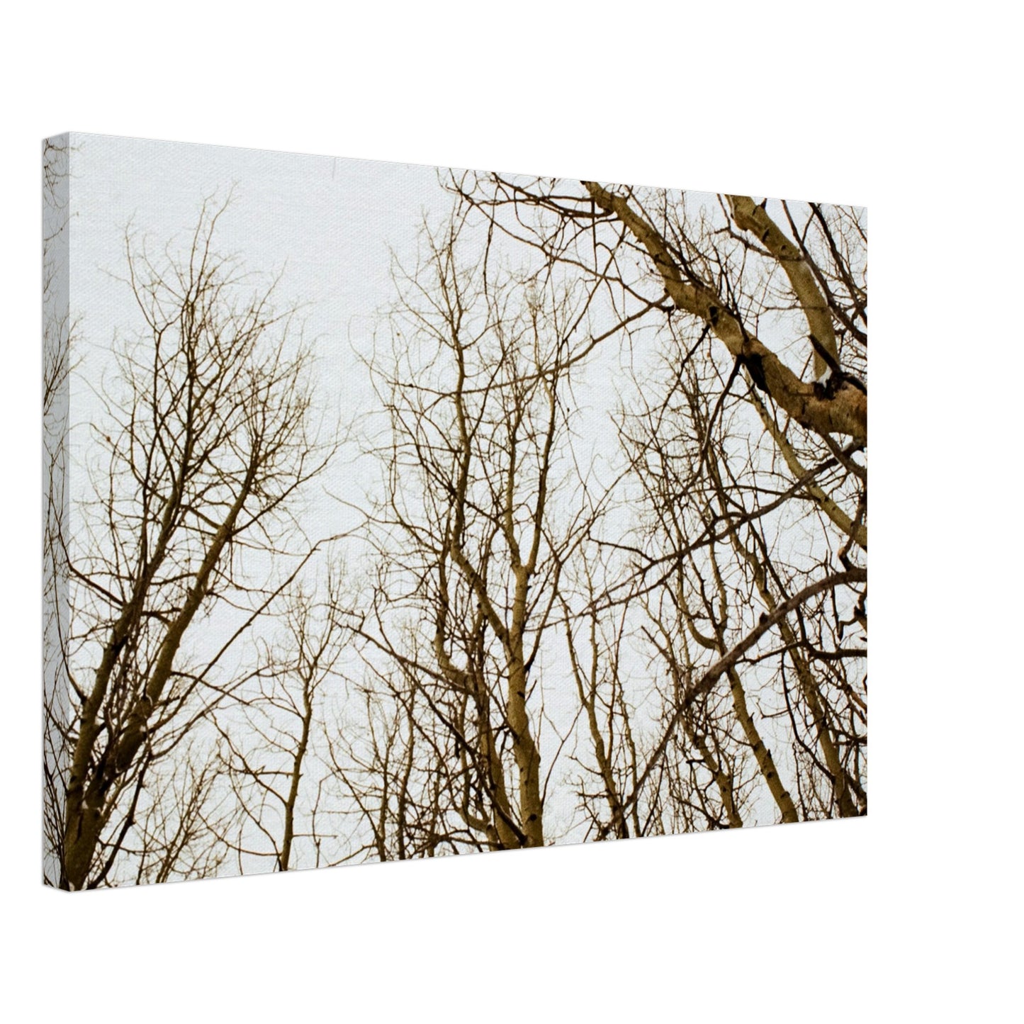 'Tree Tops' - Canvas Print (Christmas)