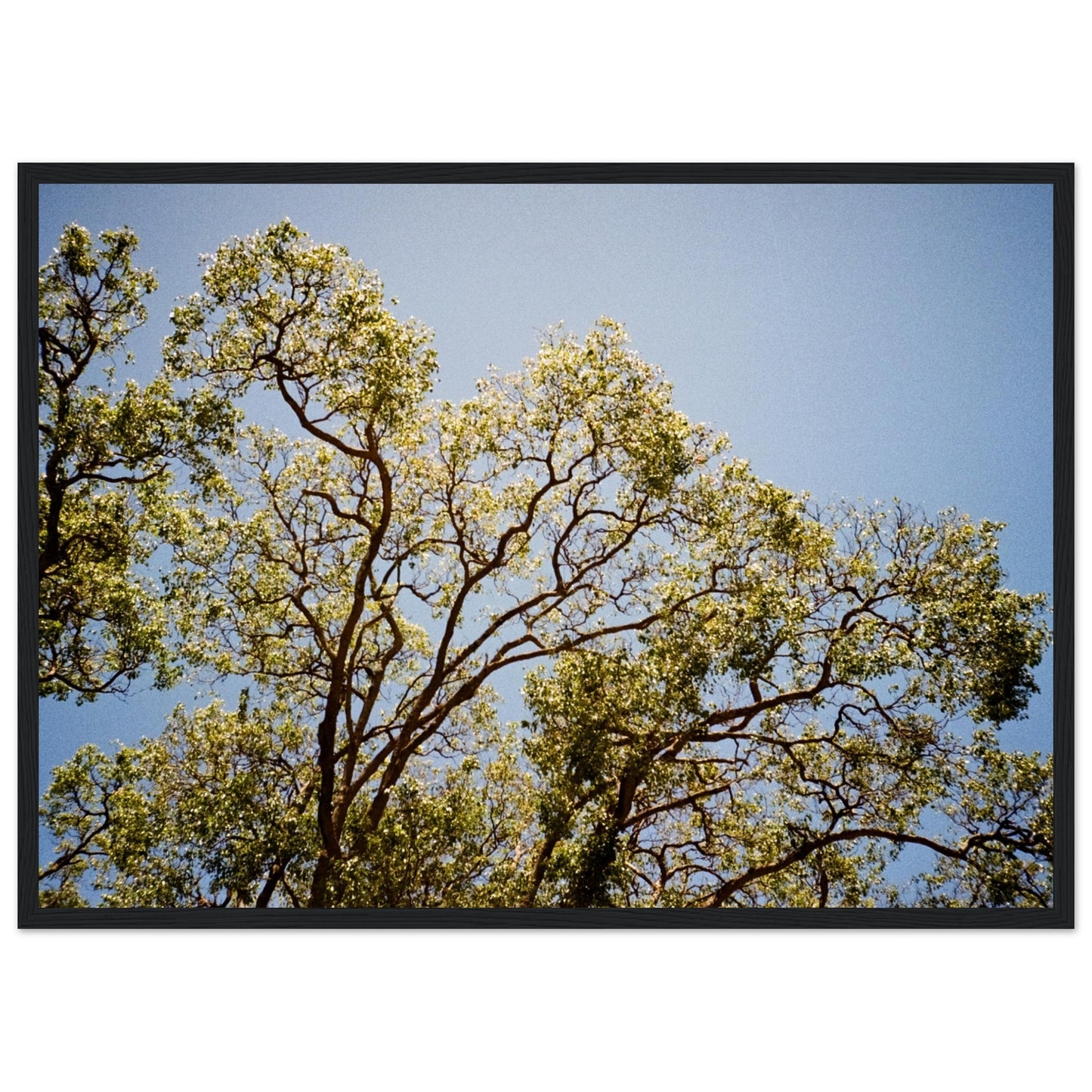 'Afternoon Shine' - Matte Paper Wooden Framed Print