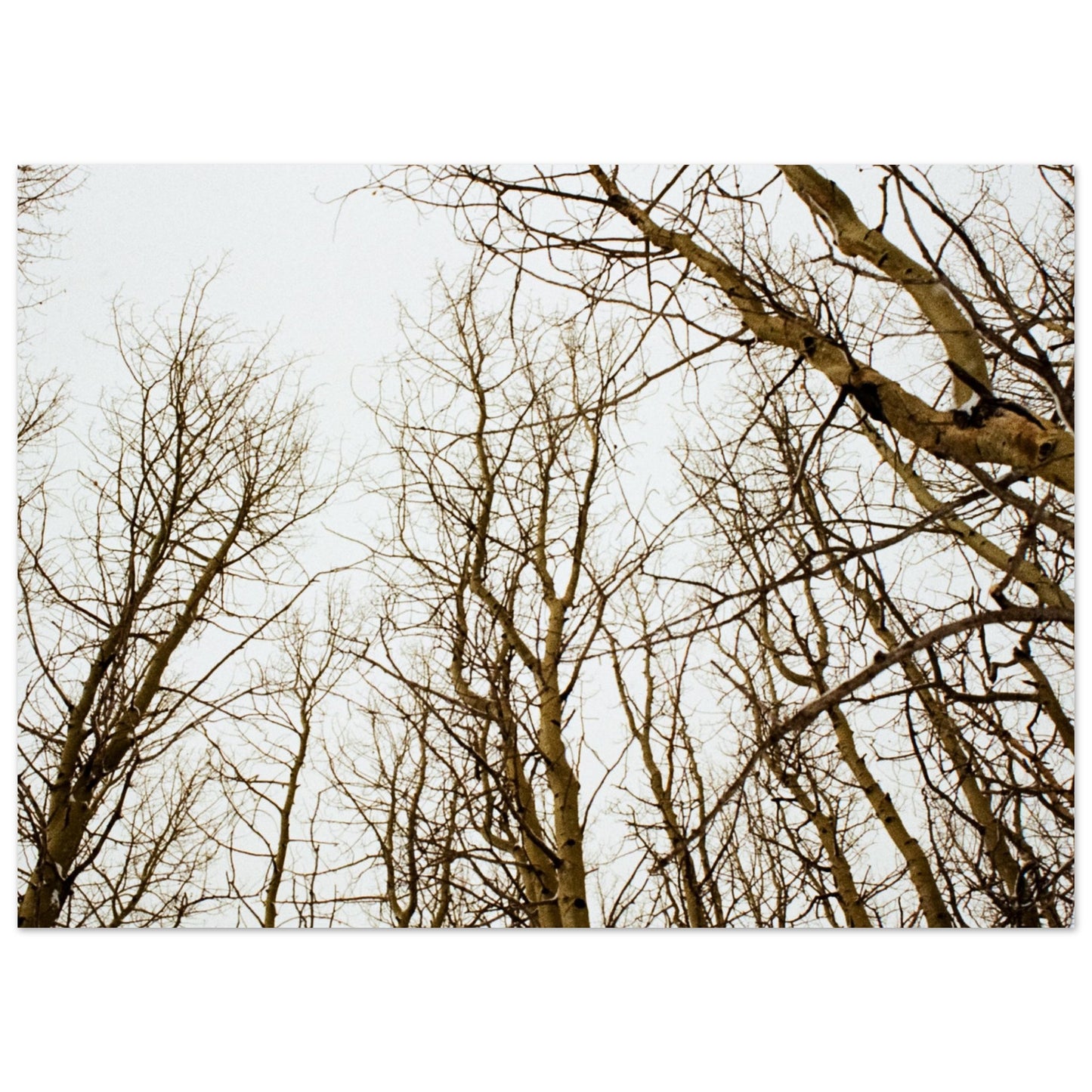 'Tree Tops' - Matte Paper Print (Christmas)