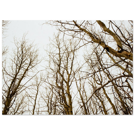'Tree Tops' - Matte Paper Print (Christmas)