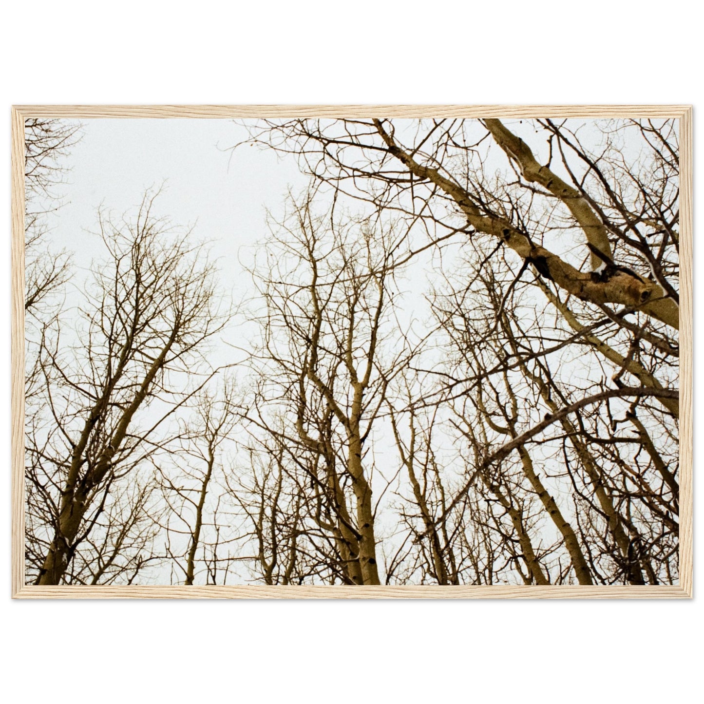 'Tree Tops' - Matte Paper Wooden Framed print (Christmas)