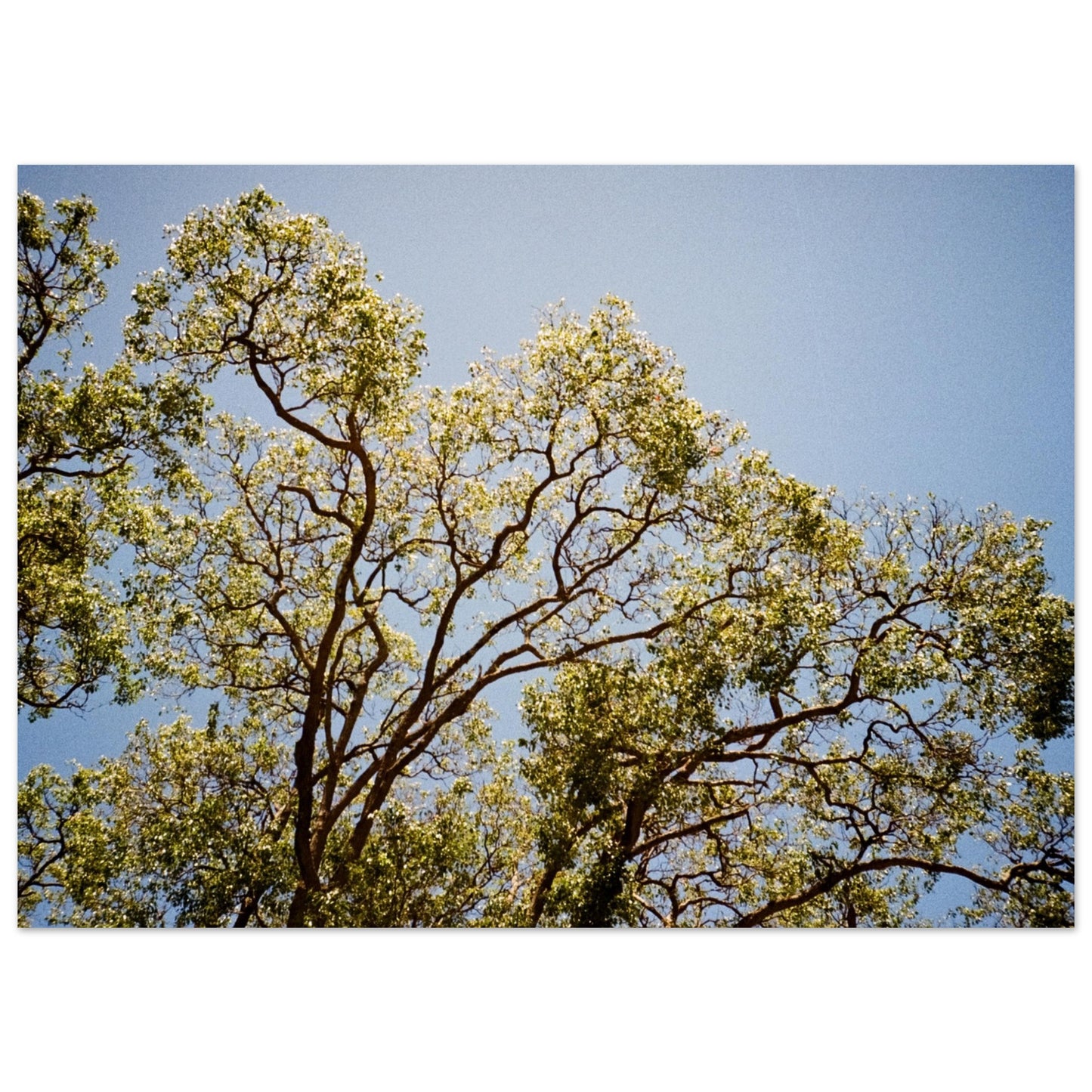 'Afternoon Shine' - Matte Paper Print