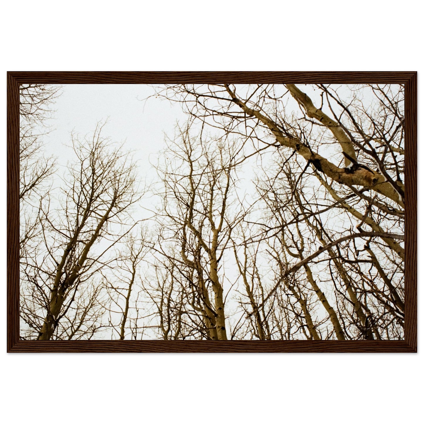 'Tree Tops' - Matte Paper Wooden Framed print (Christmas)