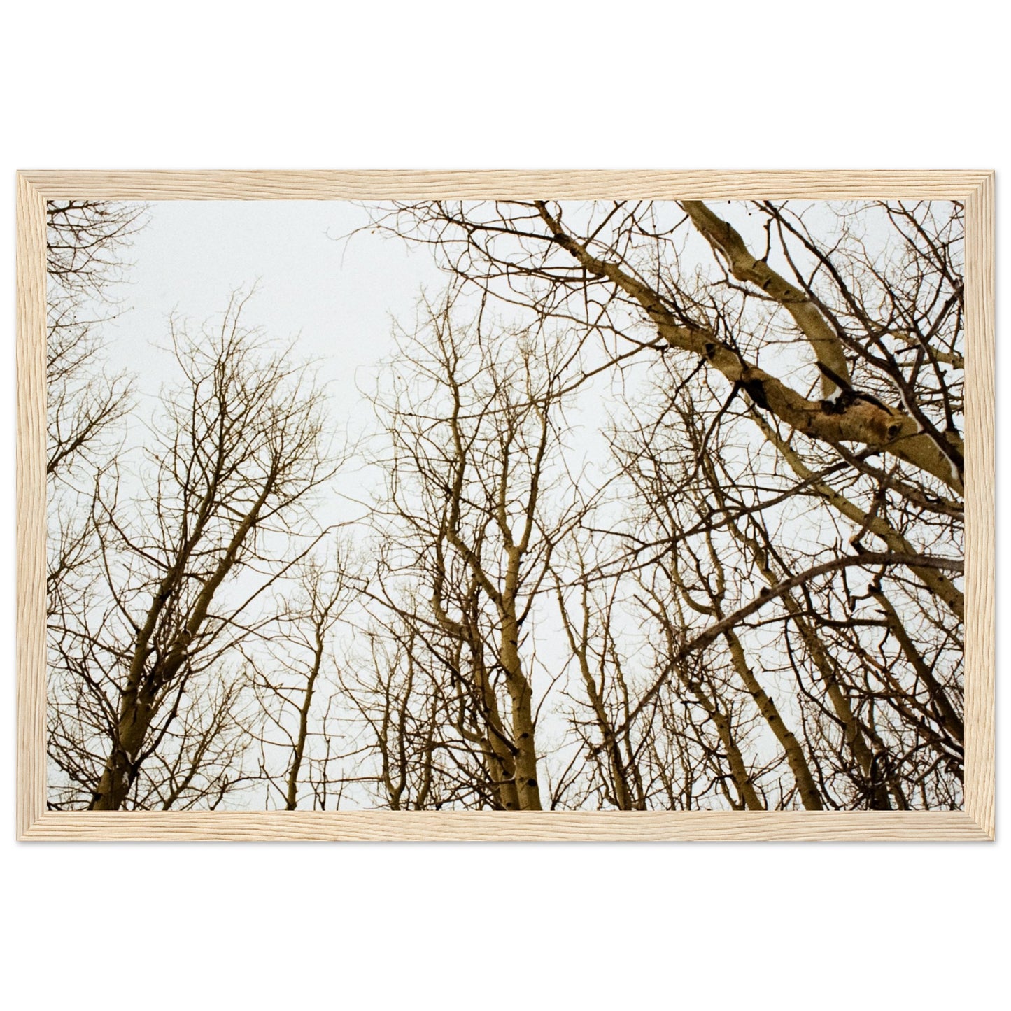 'Tree Tops' - Matte Paper Wooden Framed print (Christmas)