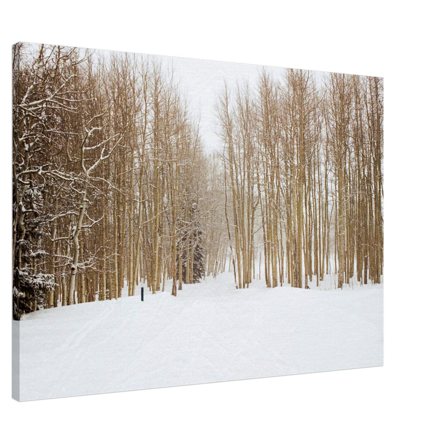 'Snow Trek' - Canvas Print