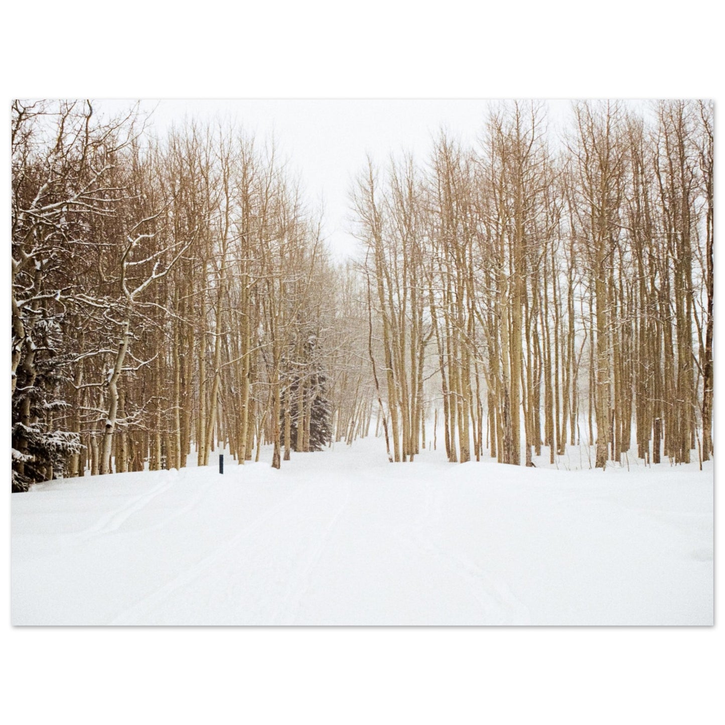 'Snow Trek' - Foam Board Print