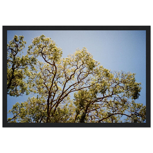'Afternoon Shine' - Matte Paper Wooden Framed Print