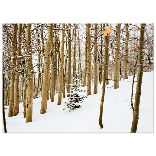 'New Beginnings' - Matte Paper Print