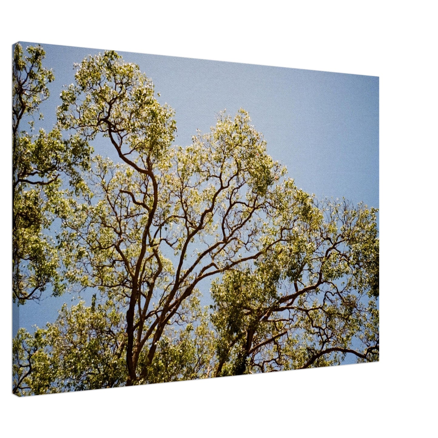 'Afternoon Shine' - Canvas Print