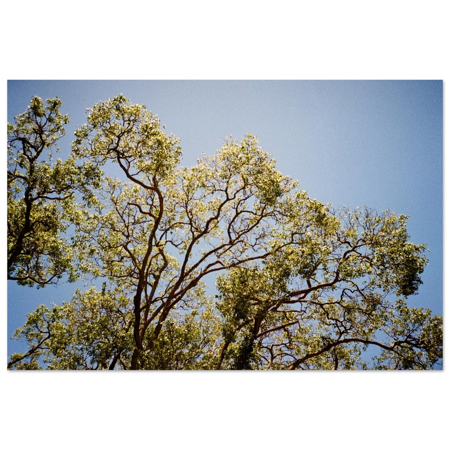 'Afternoon Shine' - Foam Board Print