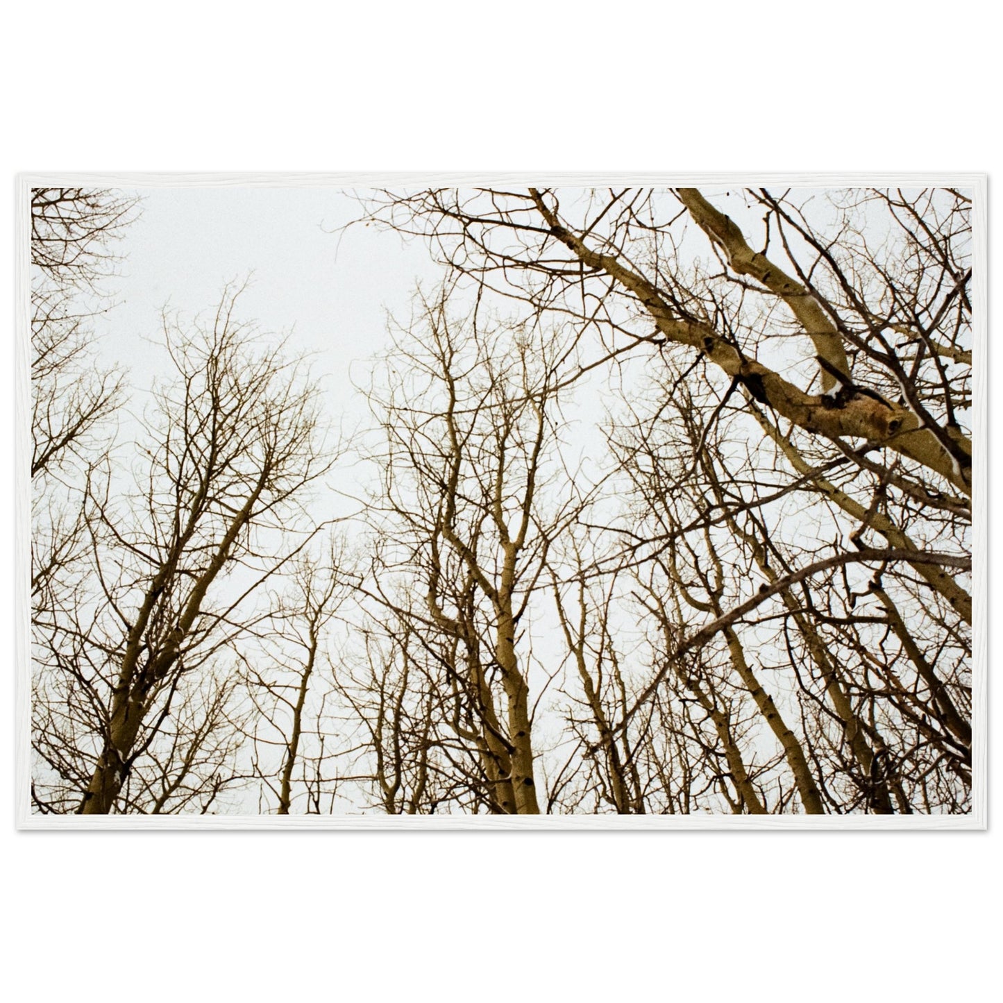 'Tree Tops' - Matte Paper Wooden Framed print (Christmas)