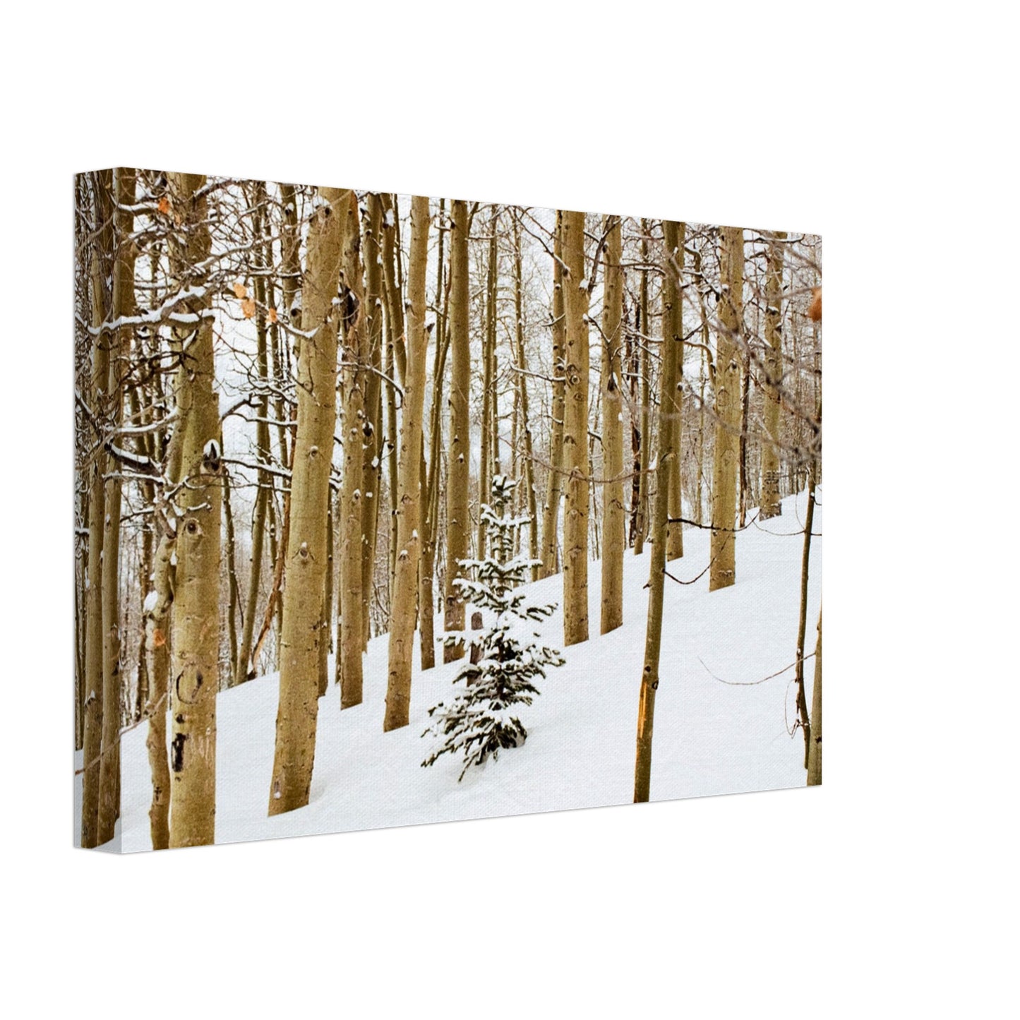 'New Beginnings' - Canvas Print