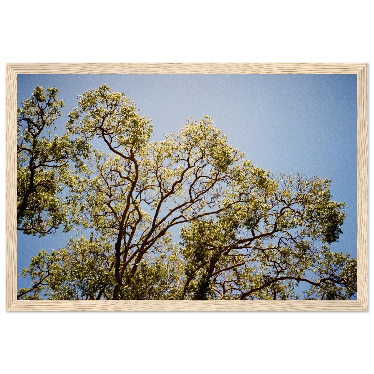 'Afternoon Shine' - Matte Paper Wooden Framed Print