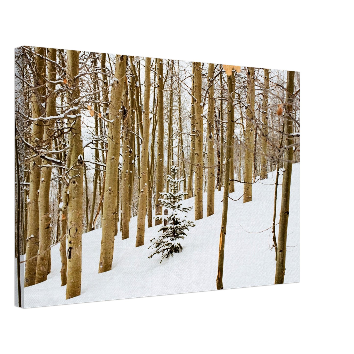'New Beginnings' - Canvas Print