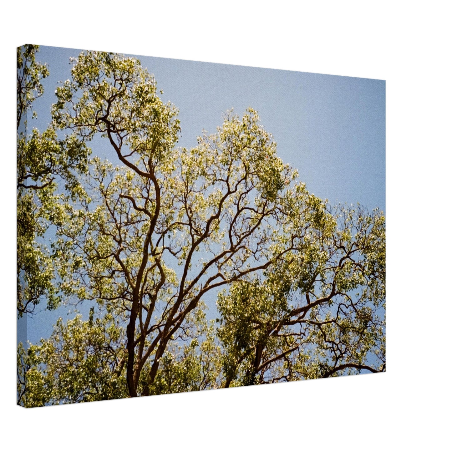 'Afternoon Shine' - Canvas Print