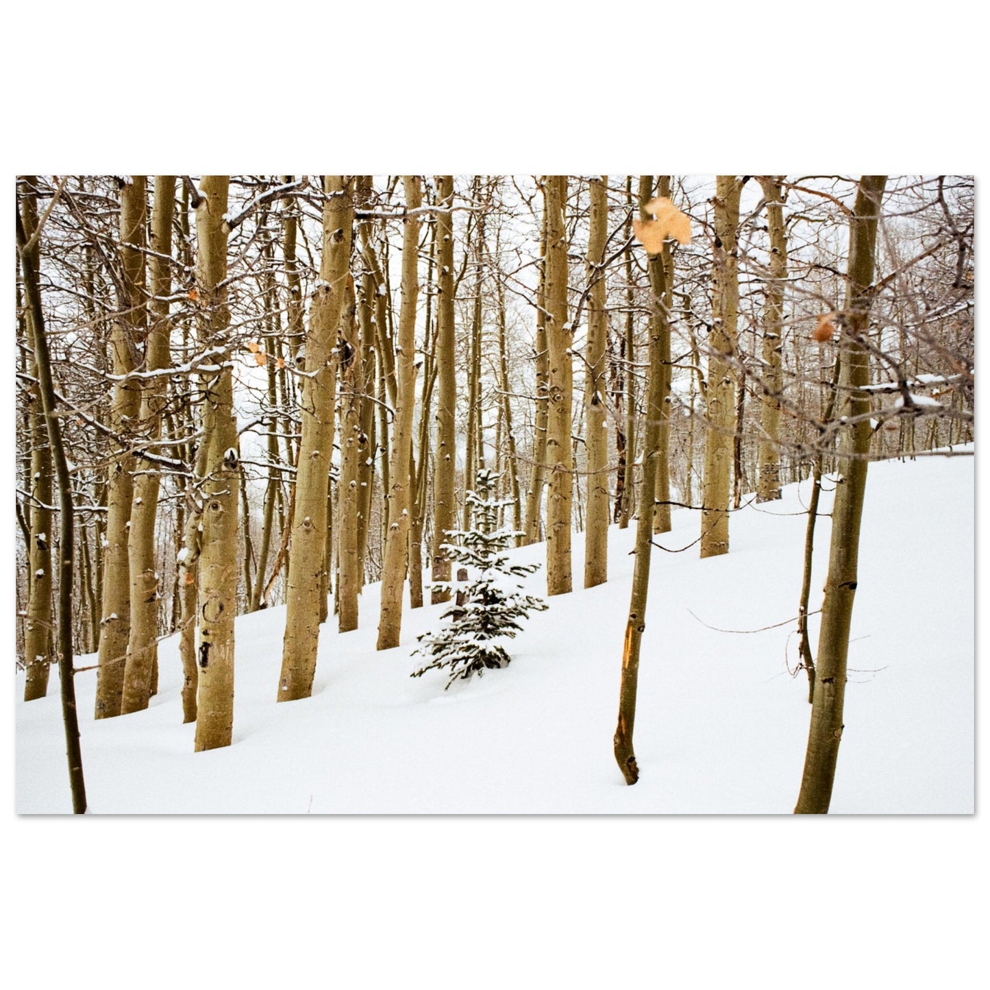 'New Beginnings' - Foam print