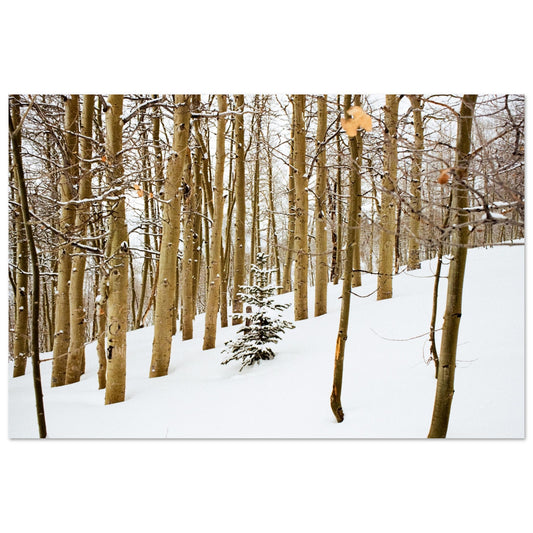 'New Beginnings' - Foam print