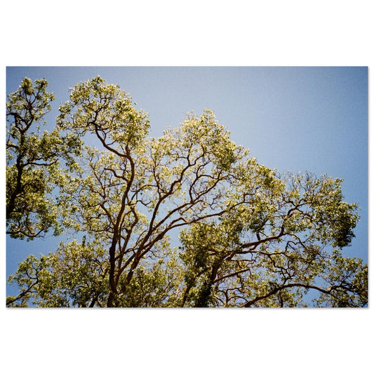 'Afternoon Shine' - Foam Board Print