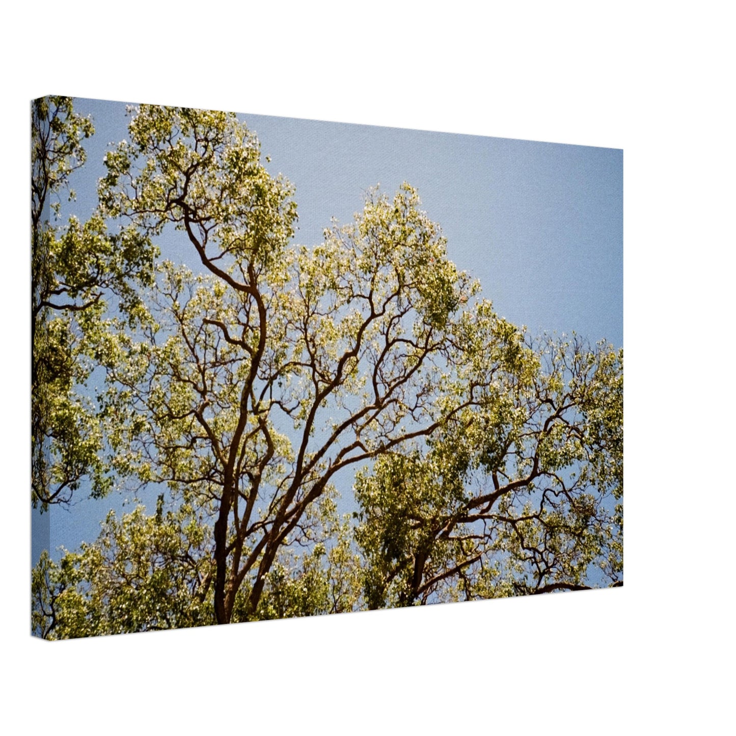 'Afternoon Shine' - Canvas Print