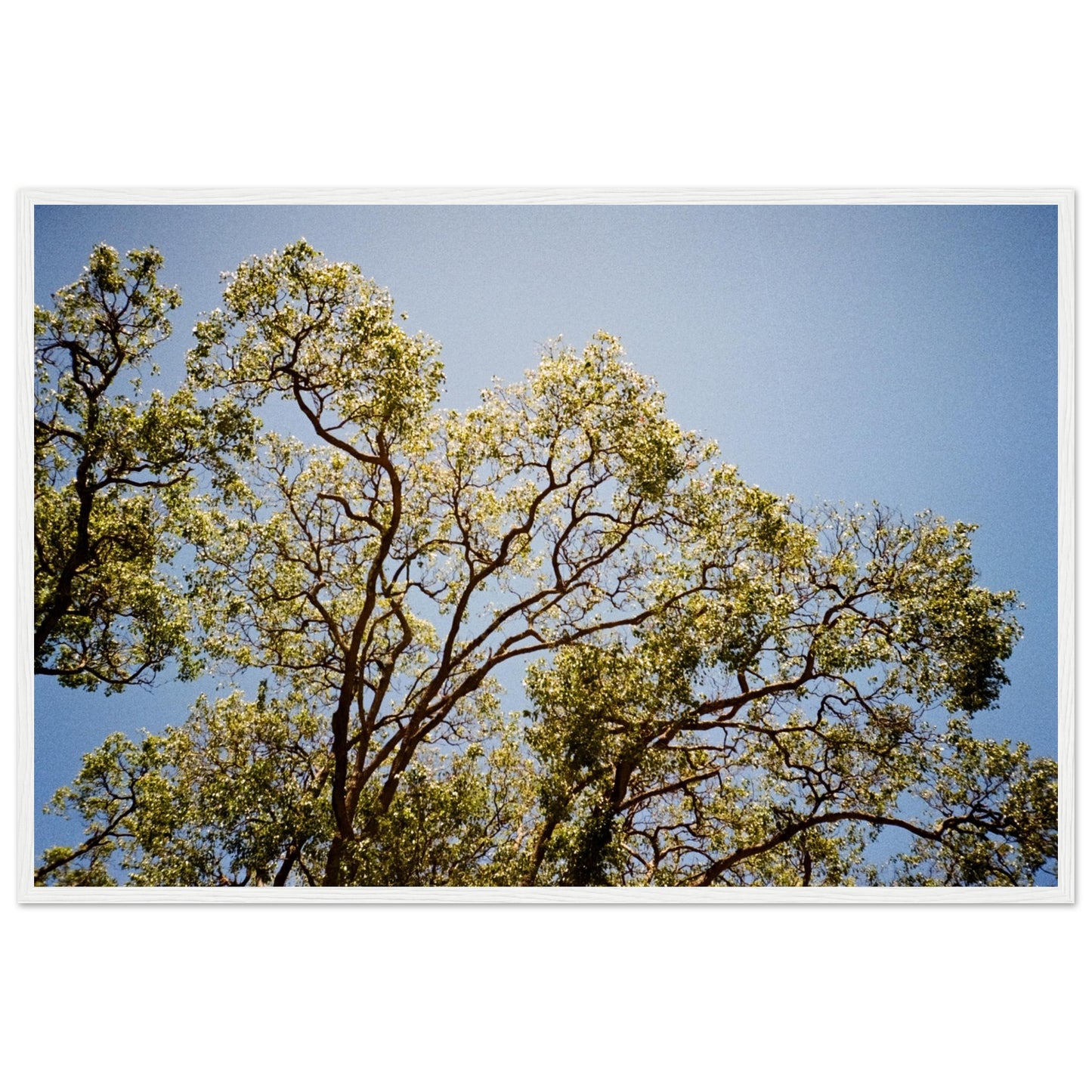 'Afternoon Shine' - Matte Paper Wooden Framed Print
