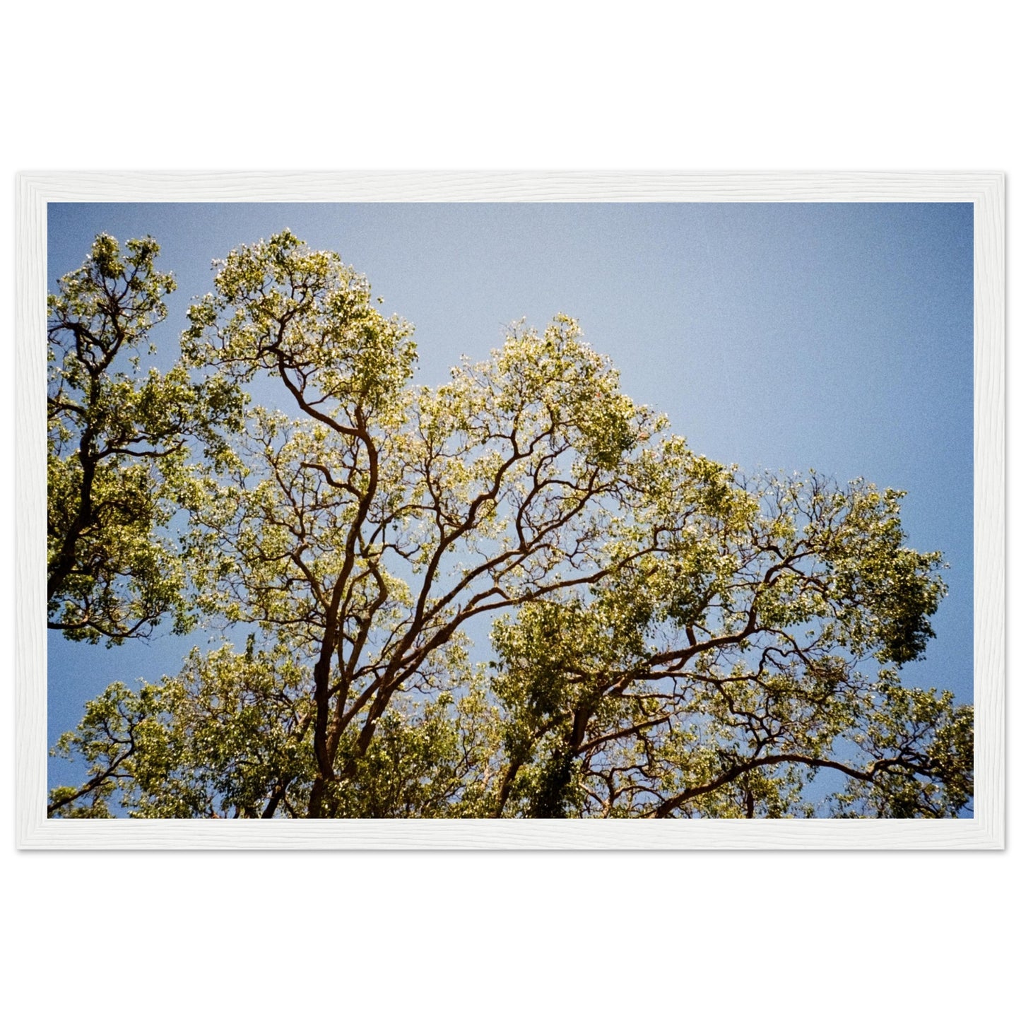 'Afternoon Shine' - Matte Paper Wooden Framed Print