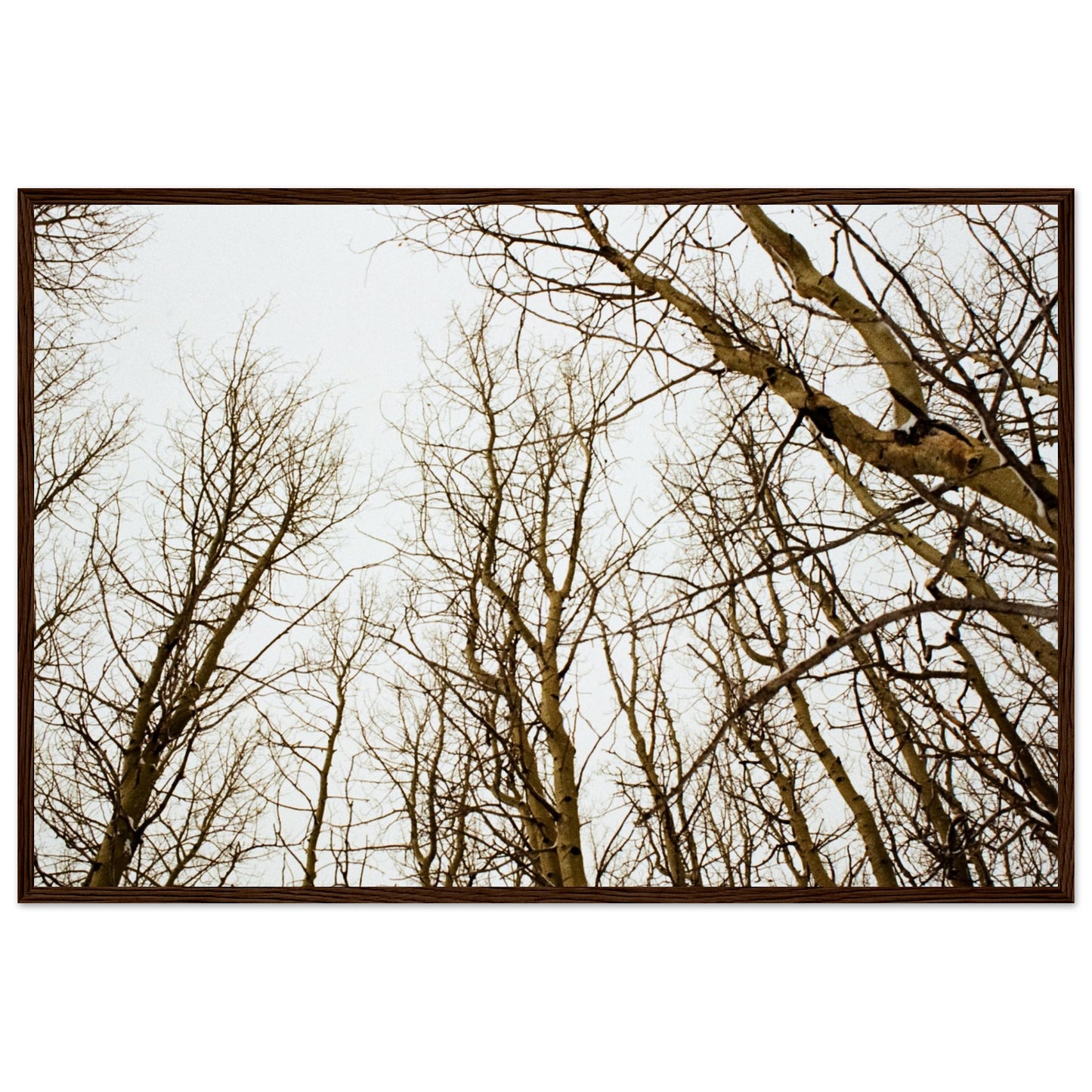 'Tree Tops' - Matte Paper Wooden Framed print (Christmas)