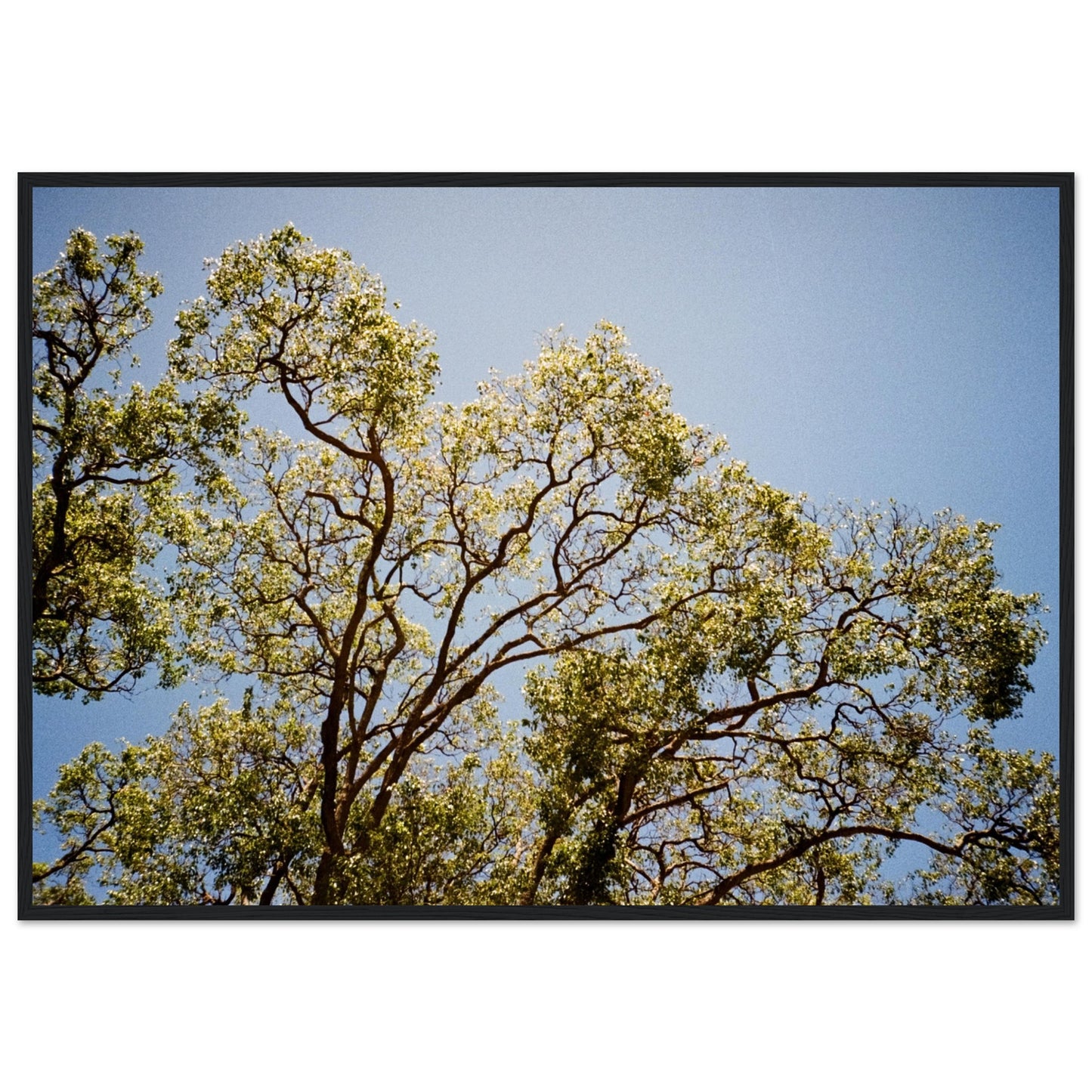 'Afternoon Shine' - Matte Paper Wooden Framed Print