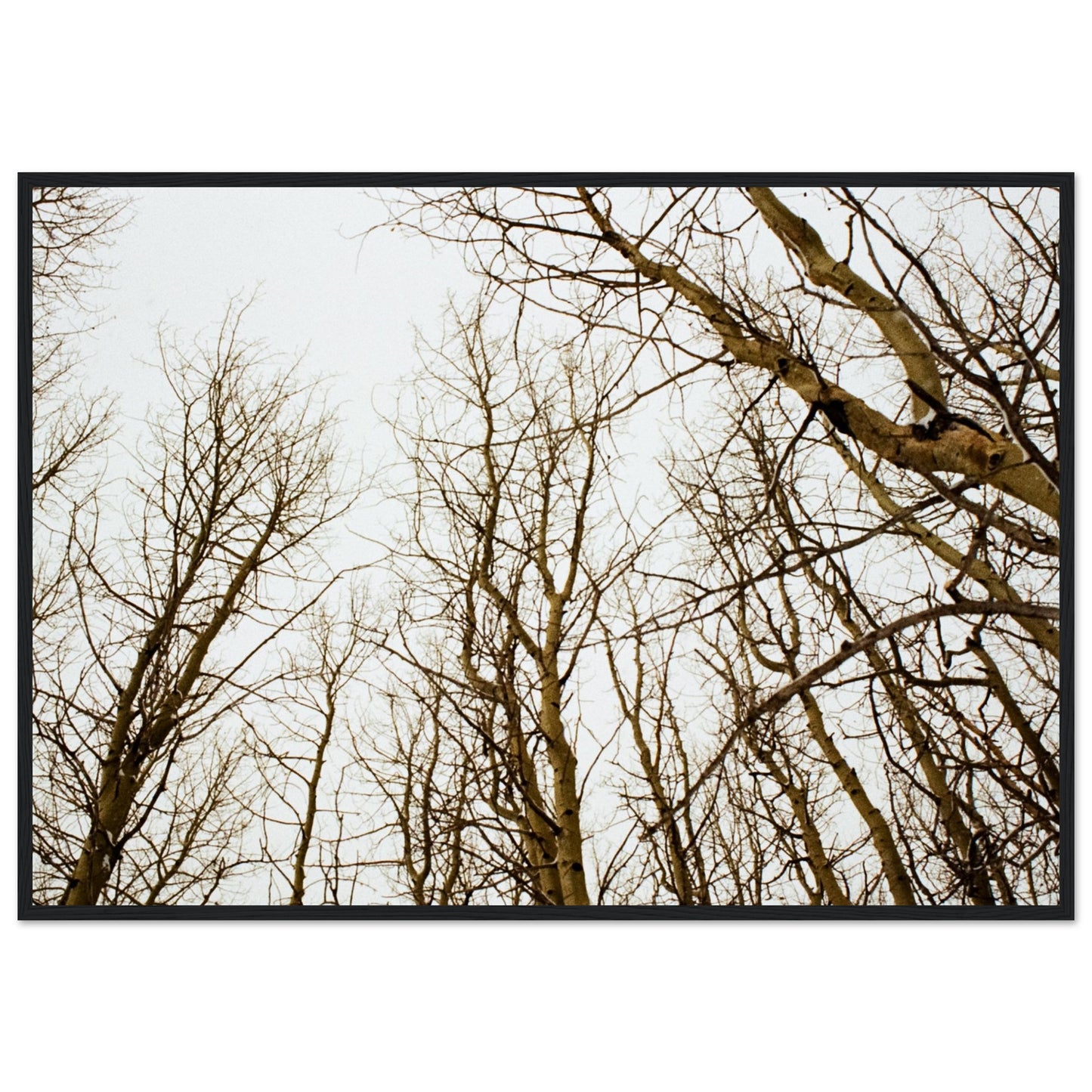 'Tree Tops' - Matte Paper Wooden Framed print (Christmas)