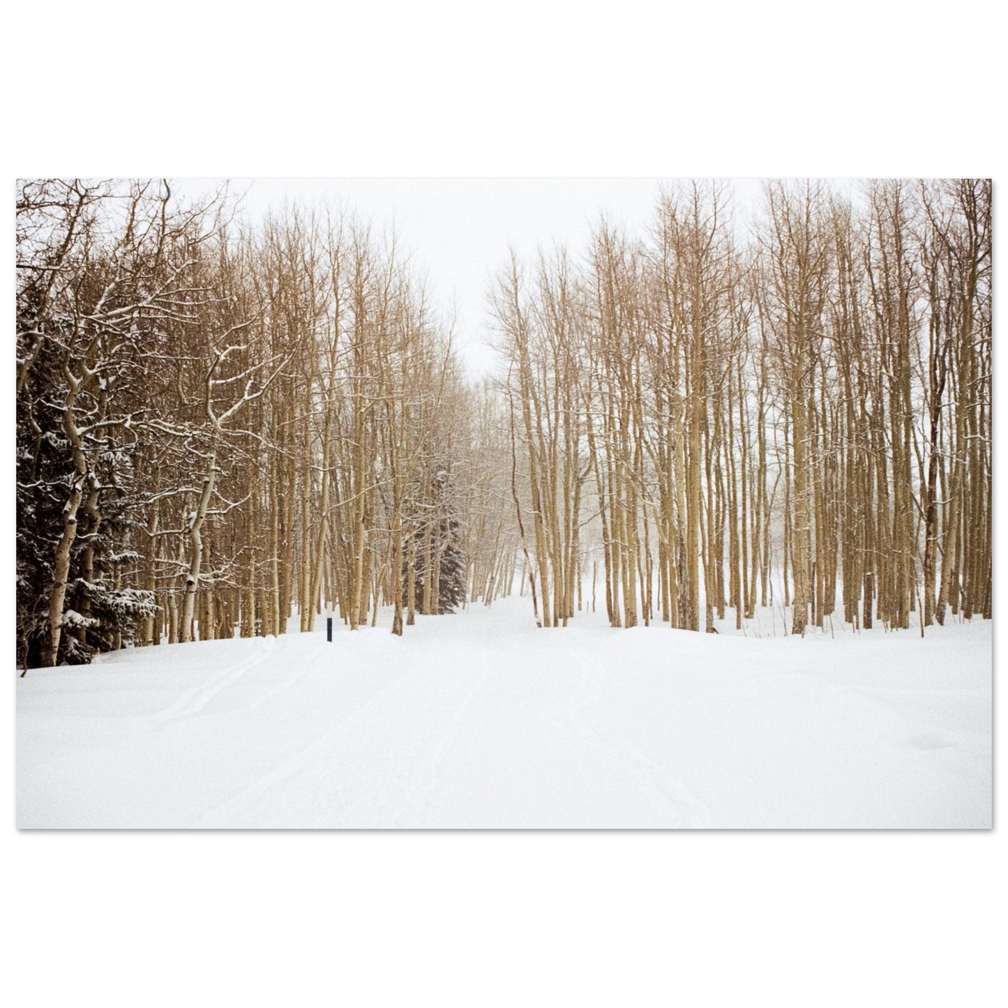 'Snow Trek' - Foam Board Print