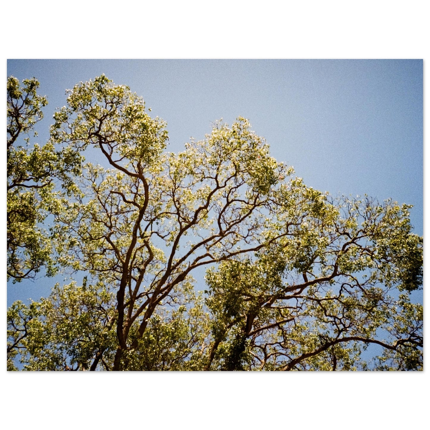 'Afternoon Shine' - Foam Board Print