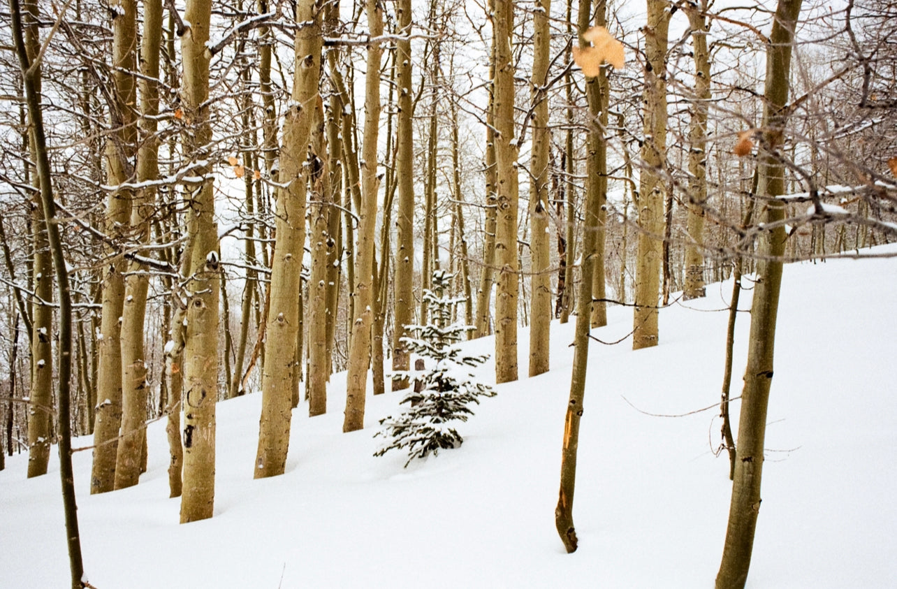 Pack of 10, Double sided, Winter Greeting Cards (with envelopes)